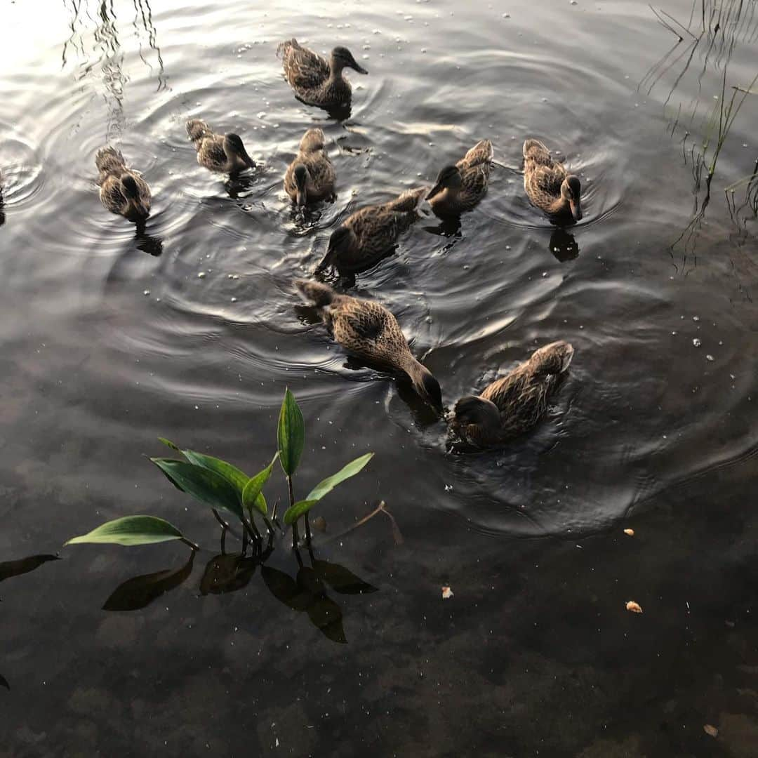 カイル・ガルナーさんのインスタグラム写真 - (カイル・ガルナーInstagram)「Lake creatures and slow summer days :) #summer #creatures #bugs #lake」8月11日 4時16分 - kylegface