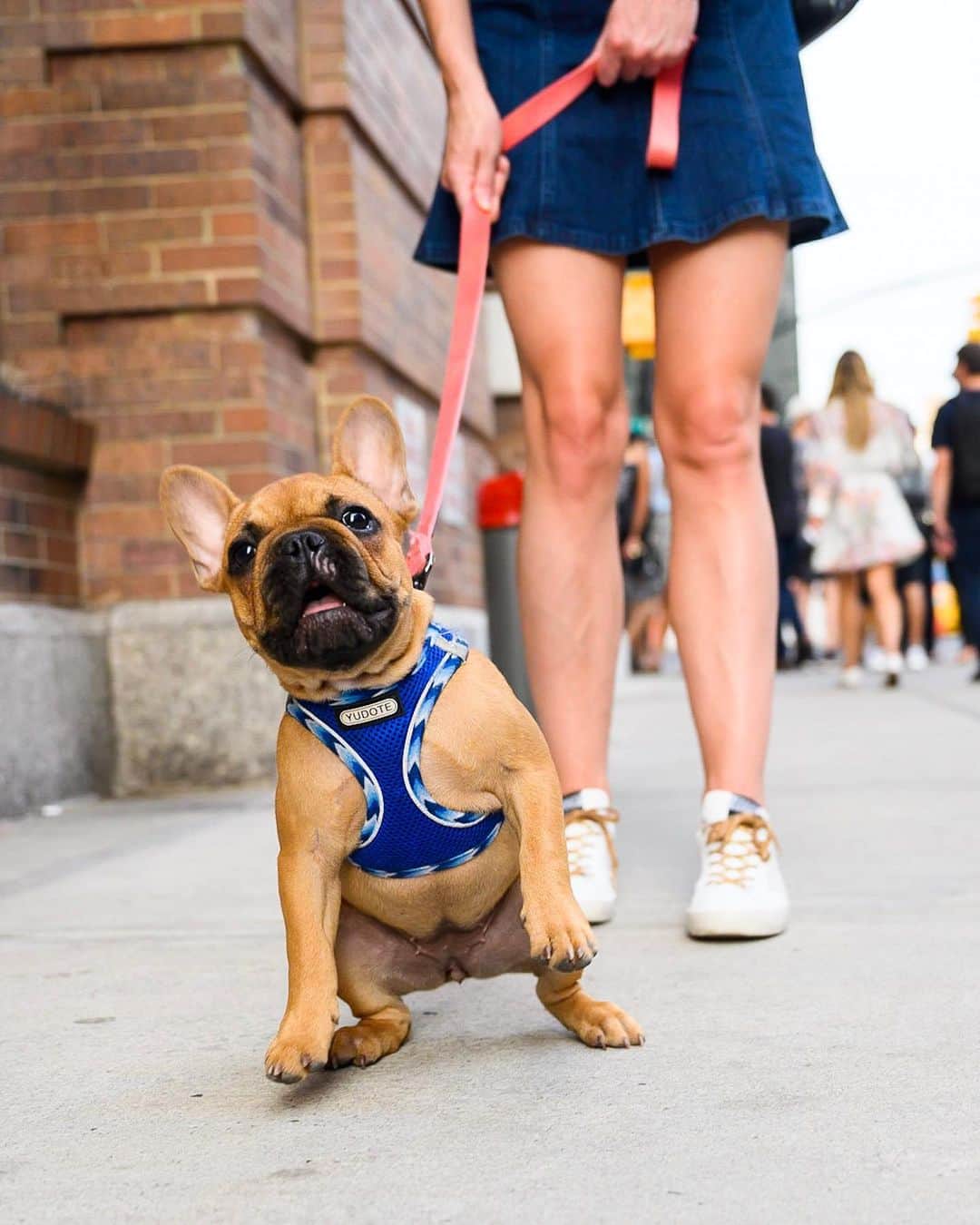 The Dogistさんのインスタグラム写真 - (The DogistInstagram)「Toro, French Bulldog (4 m/o), 15th & 9th Ave., New York, NY • “We named her after fatty tuna (toro). She loves babies. She likes their high pitch sounds. We live by a school and we can’t keep her away from them.” @torothecity」8月11日 4時39分 - thedogist