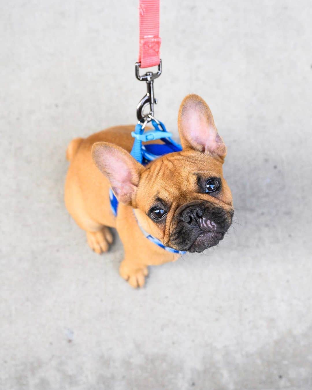 The Dogistさんのインスタグラム写真 - (The DogistInstagram)「Toro, French Bulldog (4 m/o), 15th & 9th Ave., New York, NY • “We named her after fatty tuna (toro). She loves babies. She likes their high pitch sounds. We live by a school and we can’t keep her away from them.” @torothecity」8月11日 4時39分 - thedogist
