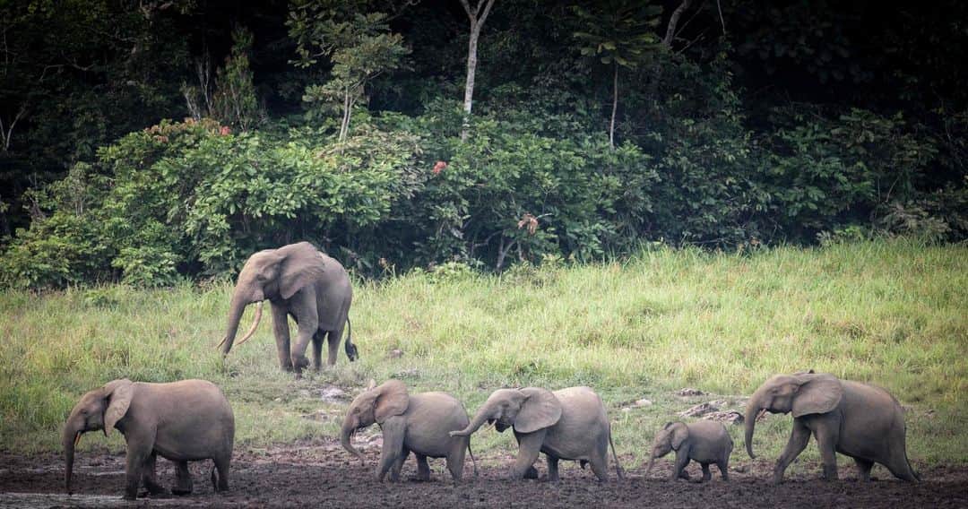 ルモンドさんのインスタグラム写真 - (ルモンドInstagram)「Des éléphants de forêt dans le baï (clairière en langue pygmée) de Langoué, dans le parc national de l’Ivindo, au cœur de la forêt primaire gabonaise. Outre le pachyderme de forêt, plus petit et trapu que son voisin de savane, se retrouvent dans cette clairière des gorilles des plaines, des buffles, des gazelles sitatunga, des potamochères… Les parcs nationaux gabonais sont une vitrine dans la sous-région. Et ce, malgré leurs mille problèmes. Comme la plupart des institutions gabonaises, l’Agence Nationale des Parcs Nationaux accuse des retards de paiement de salaires, et la décision d’interdire le port d’arme aux écogardes de l’agence est souvent mal perçue par les concernés, entre autres soucis. - Photo: Amaury Hauchard / AFP (@afpphoto) - #gabon #elephant」7月27日 21時10分 - lemondefr