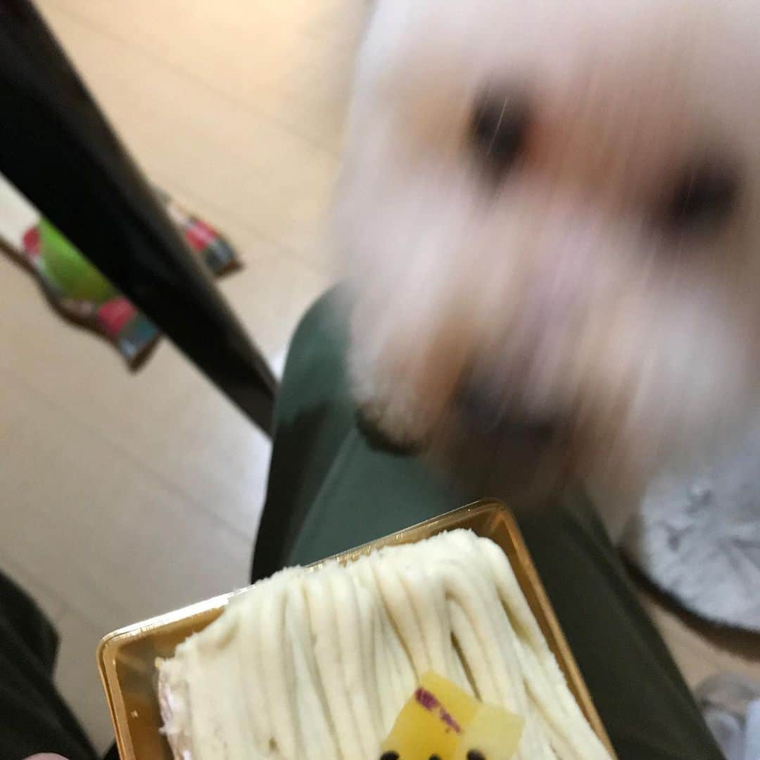 sioneのインスタグラム：「13歳の誕生日なので今夜はケーキ。頑張って長生きしてもらいたいものです。 日中はトリミング連れてってたので青葉台にある鰻屋さんの蒲焼きをお持ち帰り。 なかなか美味しい♡ #しま村 #青葉台しま村」