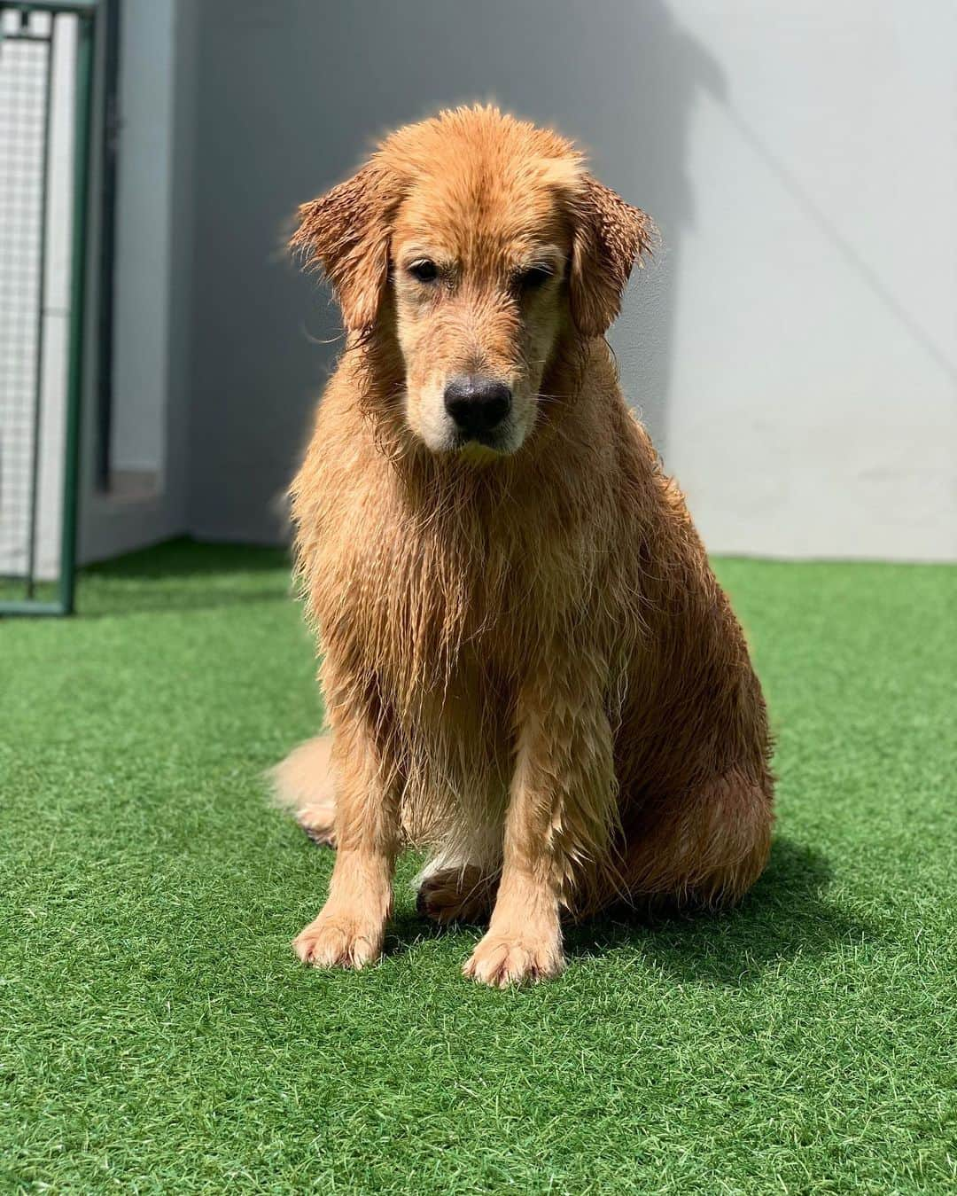 Bobさんのインスタグラム写真 - (BobInstagram)「Da série, Marley o viajante , quem aí já descobriu pq Marley viaja tanta?!🙃 #goldenretriever #goldenretrievers #goldenretrieverbrasil #goldensofig #pets #petstagram #instagram #instagrammers #dogs #dogsofinstagram」7月27日 21時40分 - bob_marley_goldenretriever