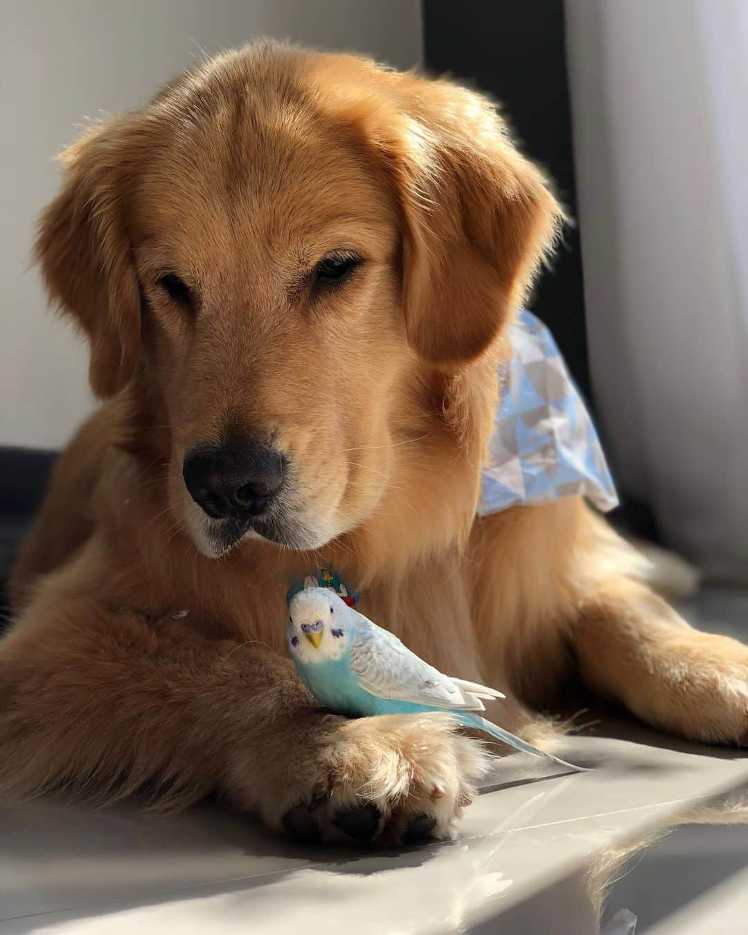 Bobさんのインスタグラム写真 - (BobInstagram)「Da série, Marley o viajante , quem aí já descobriu pq Marley viaja tanta?!🙃 #goldenretriever #goldenretrievers #goldenretrieverbrasil #goldensofig #pets #petstagram #instagram #instagrammers #dogs #dogsofinstagram」7月27日 21時40分 - bob_marley_goldenretriever