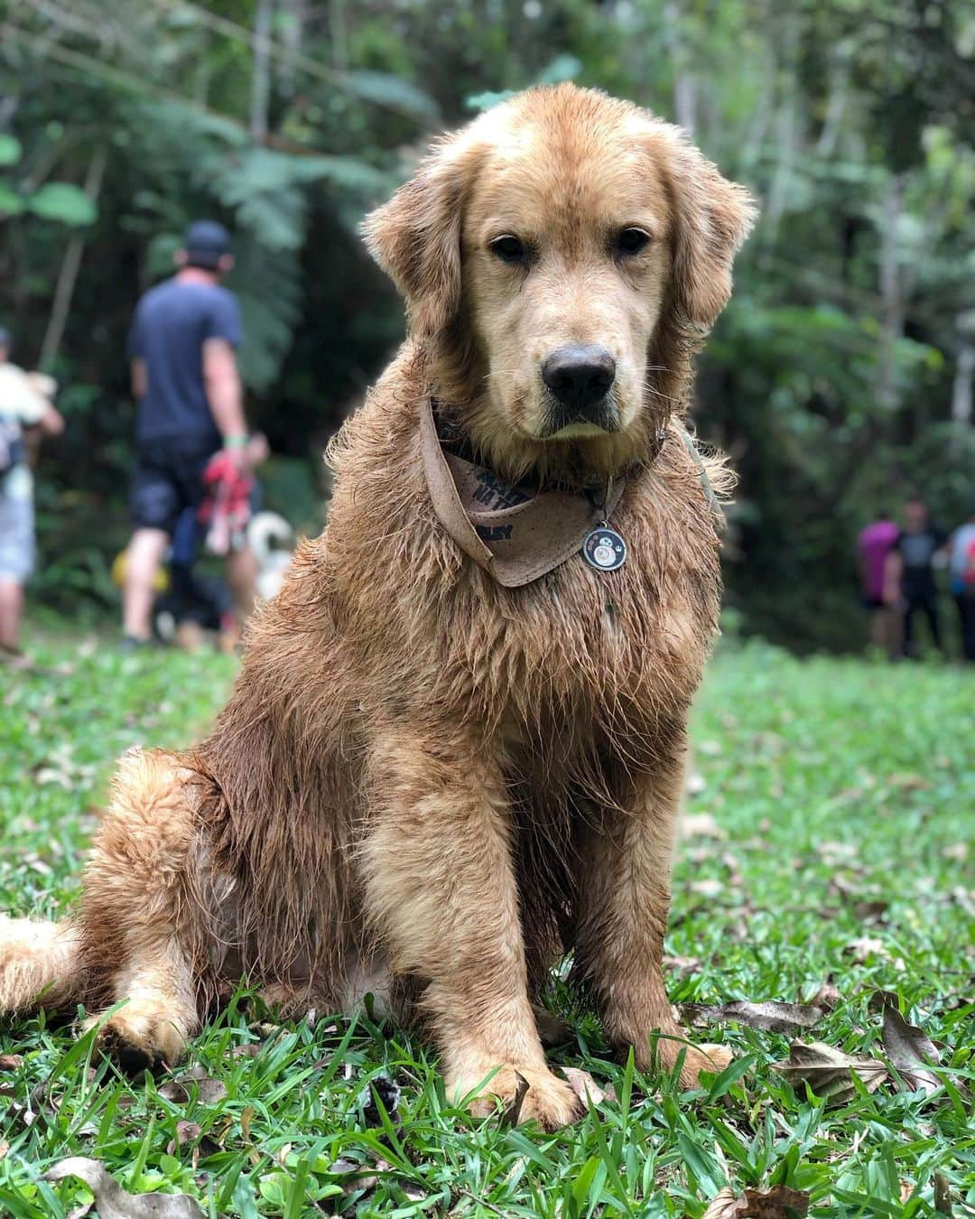 Bobさんのインスタグラム写真 - (BobInstagram)「Da série, Marley o viajante , quem aí já descobriu pq Marley viaja tanta?!🙃 #goldenretriever #goldenretrievers #goldenretrieverbrasil #goldensofig #pets #petstagram #instagram #instagrammers #dogs #dogsofinstagram」7月27日 21時40分 - bob_marley_goldenretriever