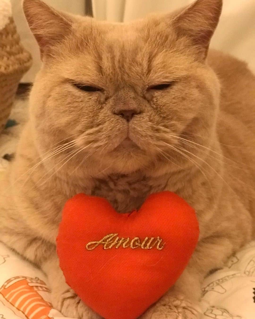 濱中鮎子のインスタグラム：「愛について、相談受け付けます。  by愛の宣教師チャイ坊  #amour  #cat #ネコ #小心者の親分 #チャイ坊 #チャイ #chai #britishshorthair #ブリティッシュショートヘア #クラッシュフェイス #ぶチャイく #愛の交歓」