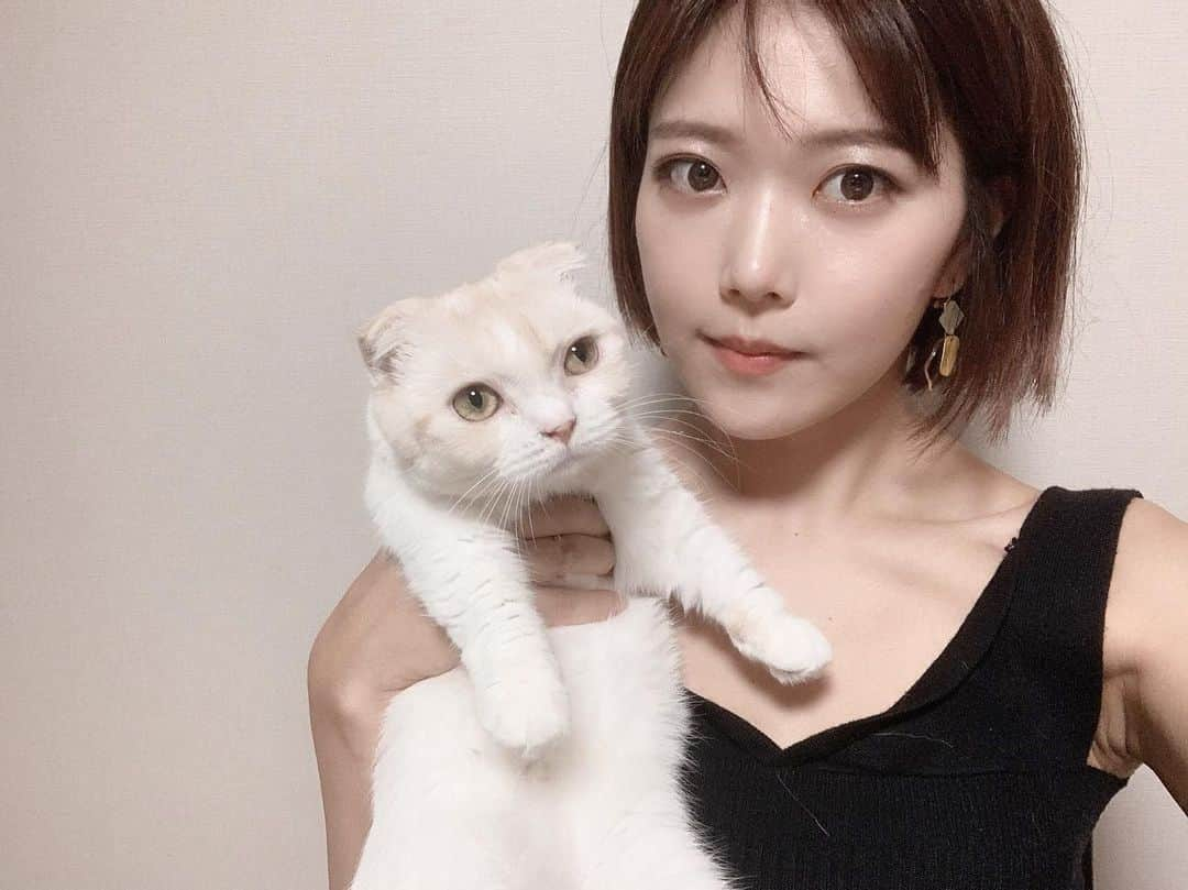 原田まりるのインスタグラム：「いなりもだんだん大きくなってきました。マンチカンなので猫種の中では小さい方ですが成長してきてる！ #マンチカン #catsofinstagram #ねこすたぐらむ #ねこ #にゃんすたぐらむ #cat #manchikan」