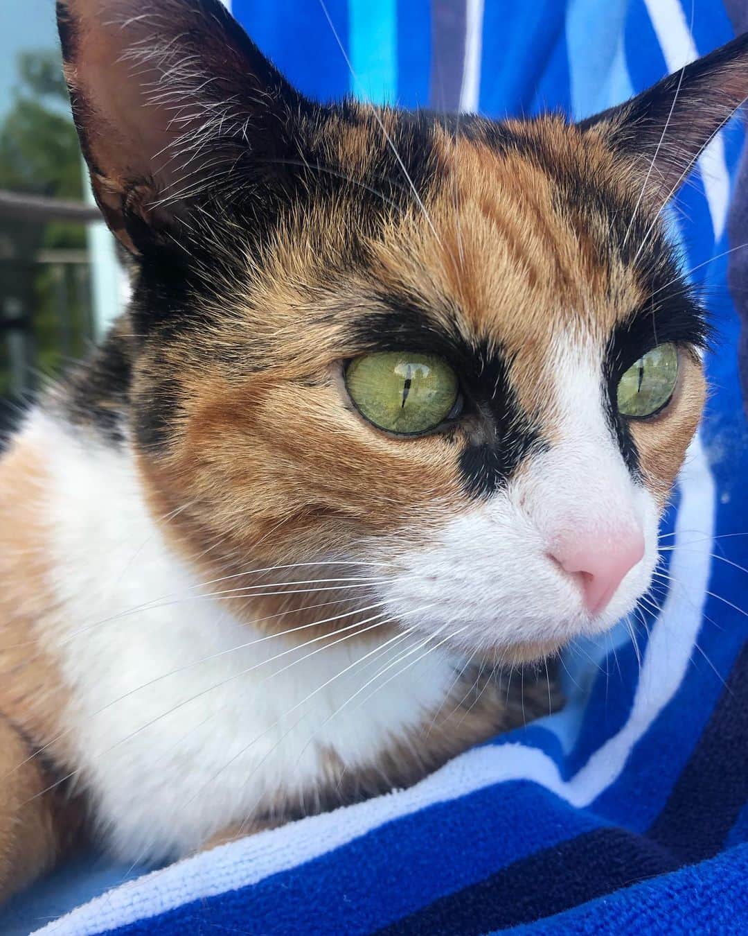 リリーのインスタグラム：「Spending caturday by the pool!😸 #caturday」
