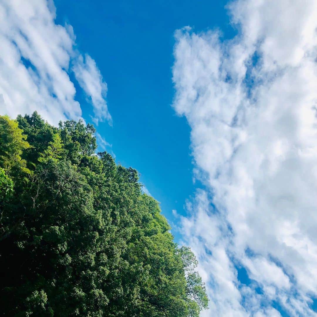 黒田絢子さんのインスタグラム写真 - (黒田絢子Instagram)「Good evening🌱👍 みてみて〜雲と木々達が 今日もいい天気ですねって 挨拶し合ってる🤝みたい…☺️ 朝と夕方はひぐらしが鳴くのです。 つい1週間前までひなげしだと思ってた…！笑笑 ひなげしは大好きなSMAPさんの歌だ！！☺️ 暑いので水分補給はしっかりと！ ですよ〜〜☀️🌱😉 . . #自然#夏空#青空#雲#木#ひなげし#ひぐらし#summer#sky#nature#smap」7月27日 13時17分 - ayakokuroda_official