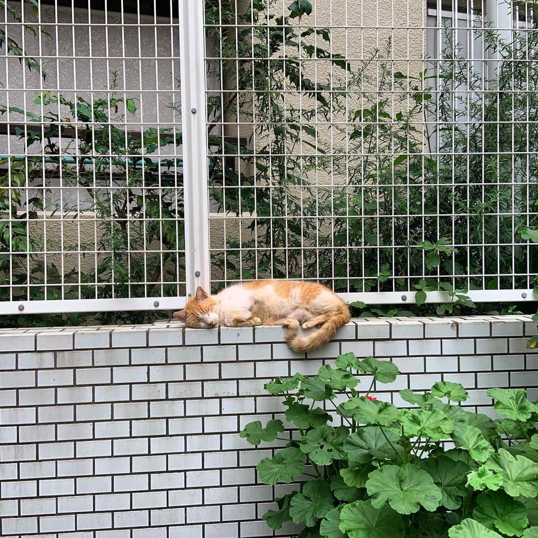 笑福亭瓶吾のインスタグラム：「新開地の猫は、近づいても動じない。」
