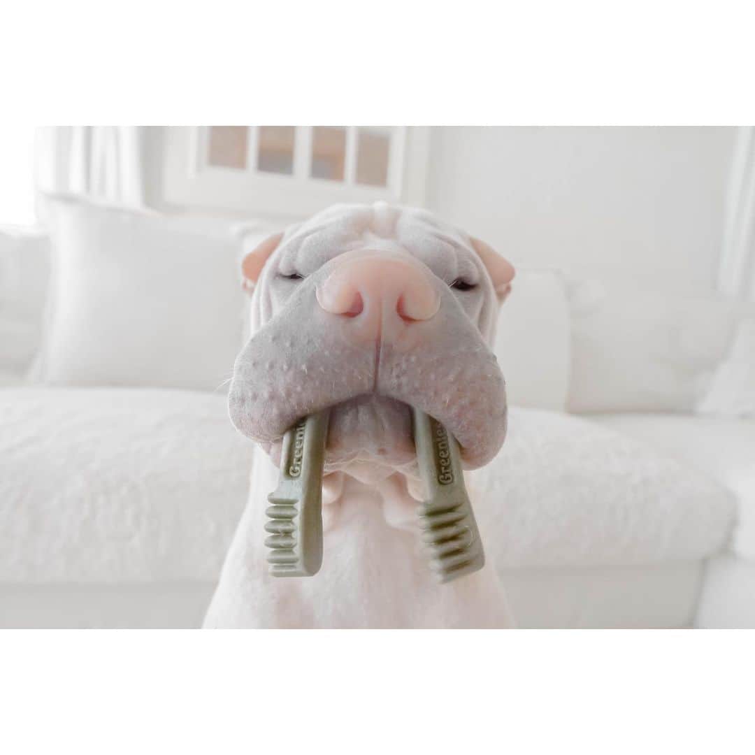 annie&pADdinGtoNさんのインスタグラム写真 - (annie&pADdinGtoNInstagram)「Even a walrus will feel inclined to brush his teeth from time to time.. #paddington #love #walrus #sharpei #sharpeisofinstagram #sharpeiworld #wrinkles #dog #dogs #dogsofinstagram #greenies #brushyourteeth #cutepetclub #instagood #weeklyfluff #iloveyoutothemoonandback #mybestfriend」7月27日 13時19分 - anniepaddington