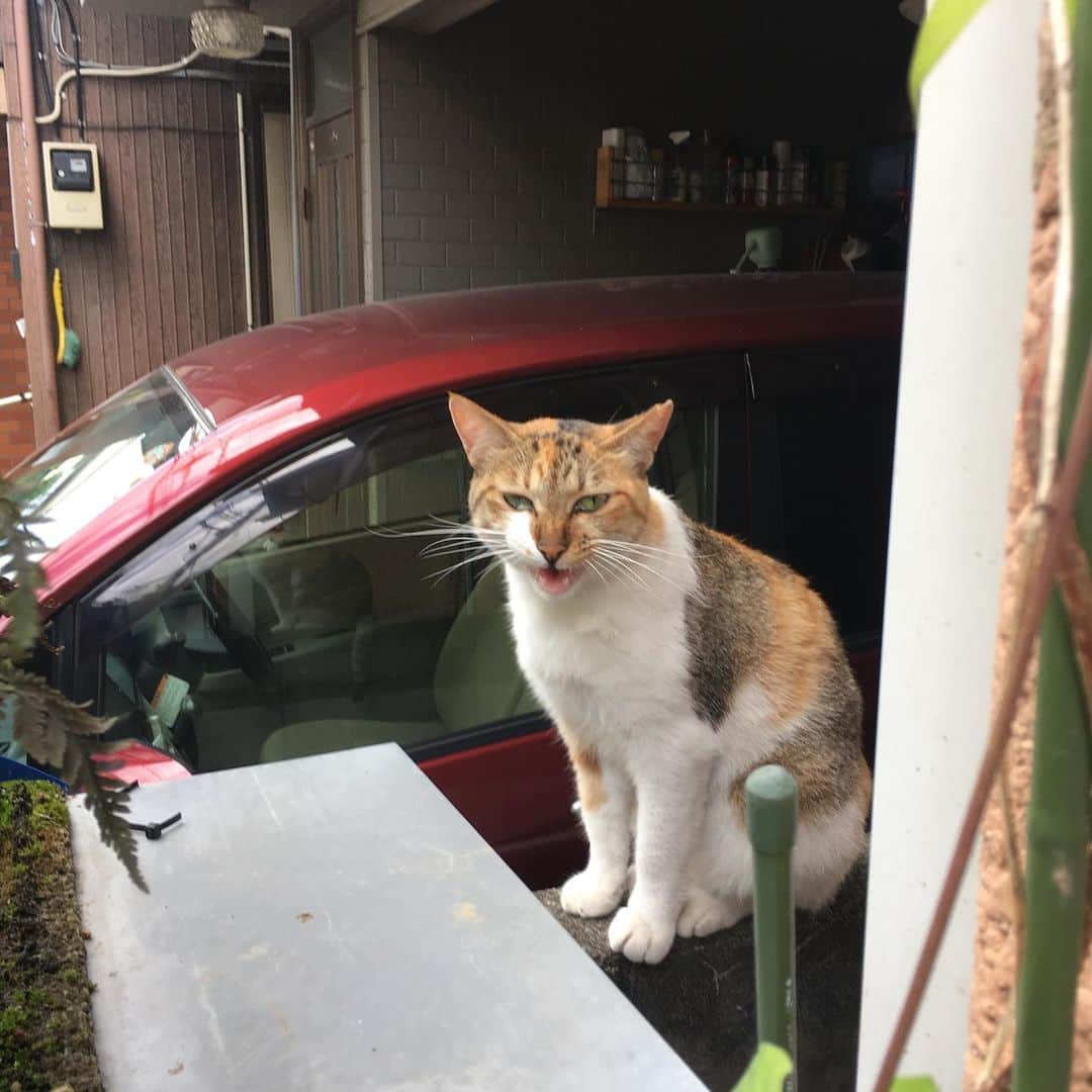 Kachimo Yoshimatsuのグルメインスタ