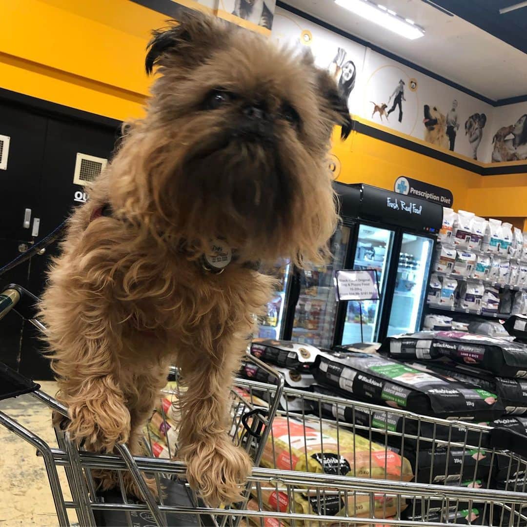 Digby & Aloさんのインスタグラム写真 - (Digby & AloInstagram)「Guess who just went shopping at @animatesnz for birthday gifts! Eight years old today. Where did the time go? 😭😭😭」7月27日 13時47分 - digbyvanwinkle