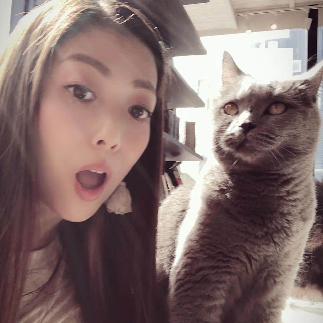Liaさんのインスタグラム写真 - (LiaInstagram)「念願の…猫カフェは🥰💕 #猫カフェ #猫好き #MOCHA」7月27日 14時06分 - lia_vocalist