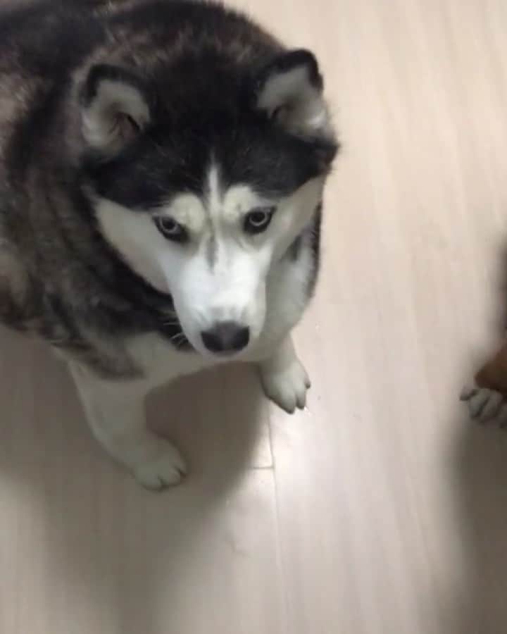 husky and malamuteのインスタグラム：「I especially want to know the weight of this husky😂😂 follow @alaskandaily （Twitter：alaskandaily）for more cute pic and video.😜 ……………………………………………………………… Each video was approved by the original author. But  don't have a Instagram account. We are first one post those video. So watermark credit @alaskandaily ……………………………………………………………… #alaskan#malamute#alaskanmalamute#alaskanhusky#malamutesofinstagram#puppylife#puppylove#puppydog#puppylover#dogdays#malamutepuppy#huskies#huskeypuppy#huskeiesreq#siberian#huskeiesofig#dogslife#dogsofnyc#cutedog#cutedogs#huskeypics#huskeylovers#huskygram#huskeylove#huskiesofinstagram#dogsofnyc#husky#狗」
