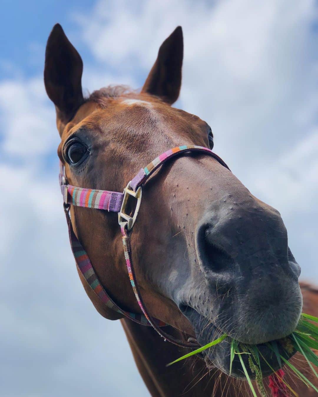 ジュディ舞衣のインスタグラム：「🥝𝕂𝕀𝕎𝕀🥝 ． ． ． #horses #showjumper #nzsporthorse #nzl #kiwi」