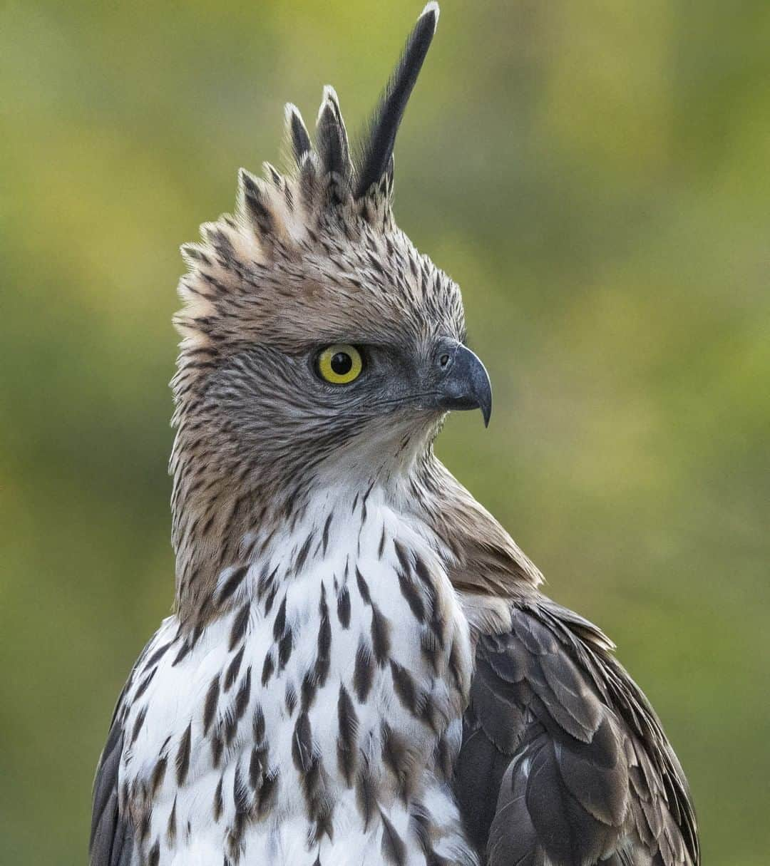 Nikon Australiaさんのインスタグラム写真 - (Nikon AustraliaInstagram)「"Many people might have thought to capture the eagle with the full body and at an aperture sweet spot of f/8. But the situation here was pretty different, this shot was captured during the evening time around 5:30 pm and the sun had mostly gone down. Getting a smooth background was a bit difficult as it was close to the subject I was capturing. I pushed my ISO up to 2000 as I was taking the image handheld, and wanted to get a good shutter speed and avoid shakiness." - @ankur_moitra  Camera: Nikon #D500 Lens: AF-S NIKKOR 500mm f/4E FL ED VR Settings: 1/800s | f/6.3 | ISO 2000  #MyNikonLife #Nikon #NikonAustralia #NikonTop #Photography #DSLR #Nikkor #MyNikkor #NikonPhotography #WildlifePhotography」7月27日 16時29分 - nikonaustralia