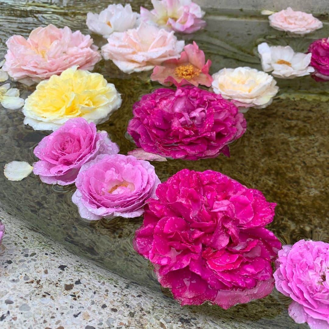 桜井奈々さんのインスタグラム写真 - (桜井奈々Instagram)「帰る前にレイクガーデンへ。  薔薇🌹や紫陽花が最盛期！！ 雨が降りそうで、、なんとか大丈夫でした。  しばらく軽井沢で撮りためた写真投稿続きます。  #軽井沢#軽井沢旅行 #レイクガーデン #家族旅行」7月27日 16時26分 - sakurai_nana7