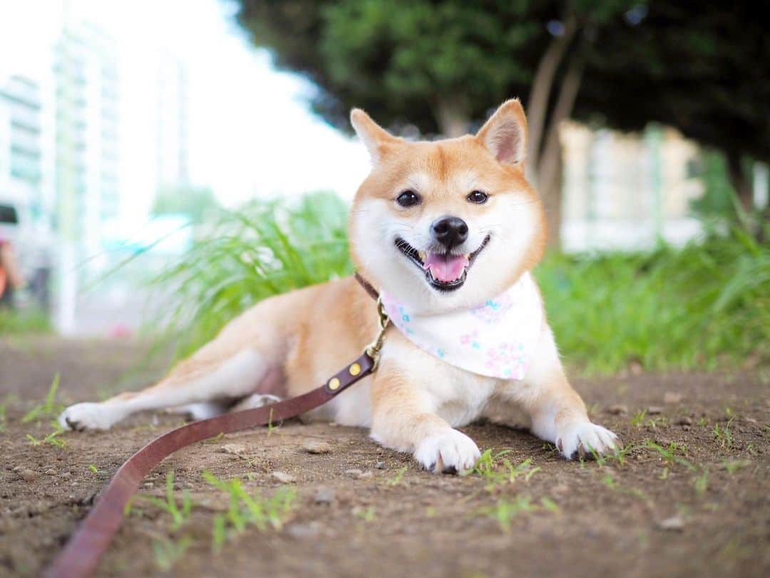 豆柴にこちゃんさんのインスタグラム写真 - (豆柴にこちゃんInstagram)「🐶 晴れたからお散歩いったけど 暑すぎてムリー🥴💦 風も強い🌀 . にこもハァハァして早々に もう歩きませんモードに。 7枚目は歩きません！と 踏ん張ってるところ。 . 今日はいろんなところで花火大会だね🎆 . 行きたいけど我が家は 飼い主たちが負傷兵なのでのんびり過ごします。 . #柴犬#豆柴#pecoいぬ部#犬#わんこ#犬#ここ柴部#shibainu#dog#mameshiba#pecotv#dog#いぬのきもち部#しばいぬ#しばけん#こいぬ#シバイヌ#いぬ#イヌ#赤柴#マメシバ#ペット#日本犬#子犬#puppy#doggo#pet#시바견#강아지#개」7月27日 16時34分 - nikochan.mame48