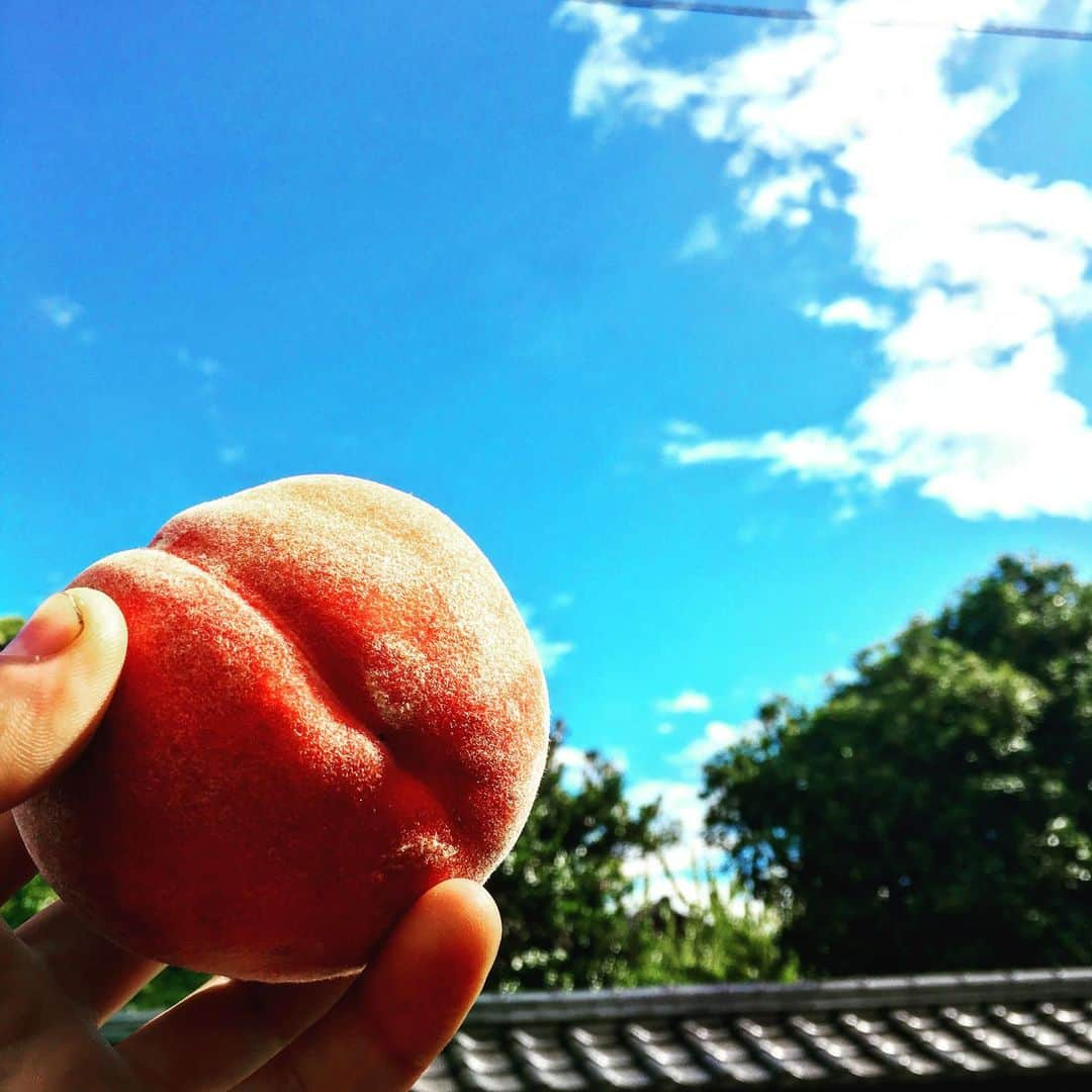 ふじさん冷蔵のインスタグラム：「今日の台風も過ぎ去り、無事営業出来ました！ 雨の中でもたくさんのお客さんが来てくれて大感謝です！  いよいよ、月曜日から梅雨明け！ 忙しい日々が始まりそうです^_^  今日は、僕たちのシロップの桃の写真！ 本日収穫！ いつも大切に育ててくれた桃を、美味しいシロップにして提供しています！  #やっと #梅雨明け #桃 #最盛期 #ふじさん冷蔵  #ふじさん冷蔵河口湖店  #ふじさん冷蔵のかき氷」