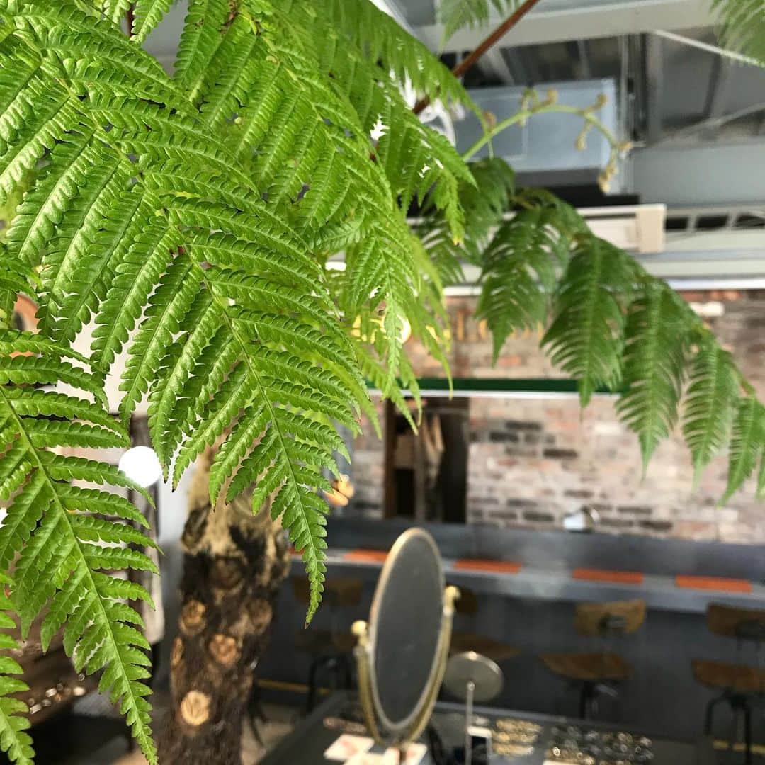 のインスタグラム：「代官山の植栽が入れ替わりました。アマゾン？トロピカル？ 代官山店へお越しの際はどうぞご覧ください。  #globespecsdaikanyama  @globespecs_official  #植栽 #シュロ #ヘゴシダ  #botanical #green @chibi.flower」