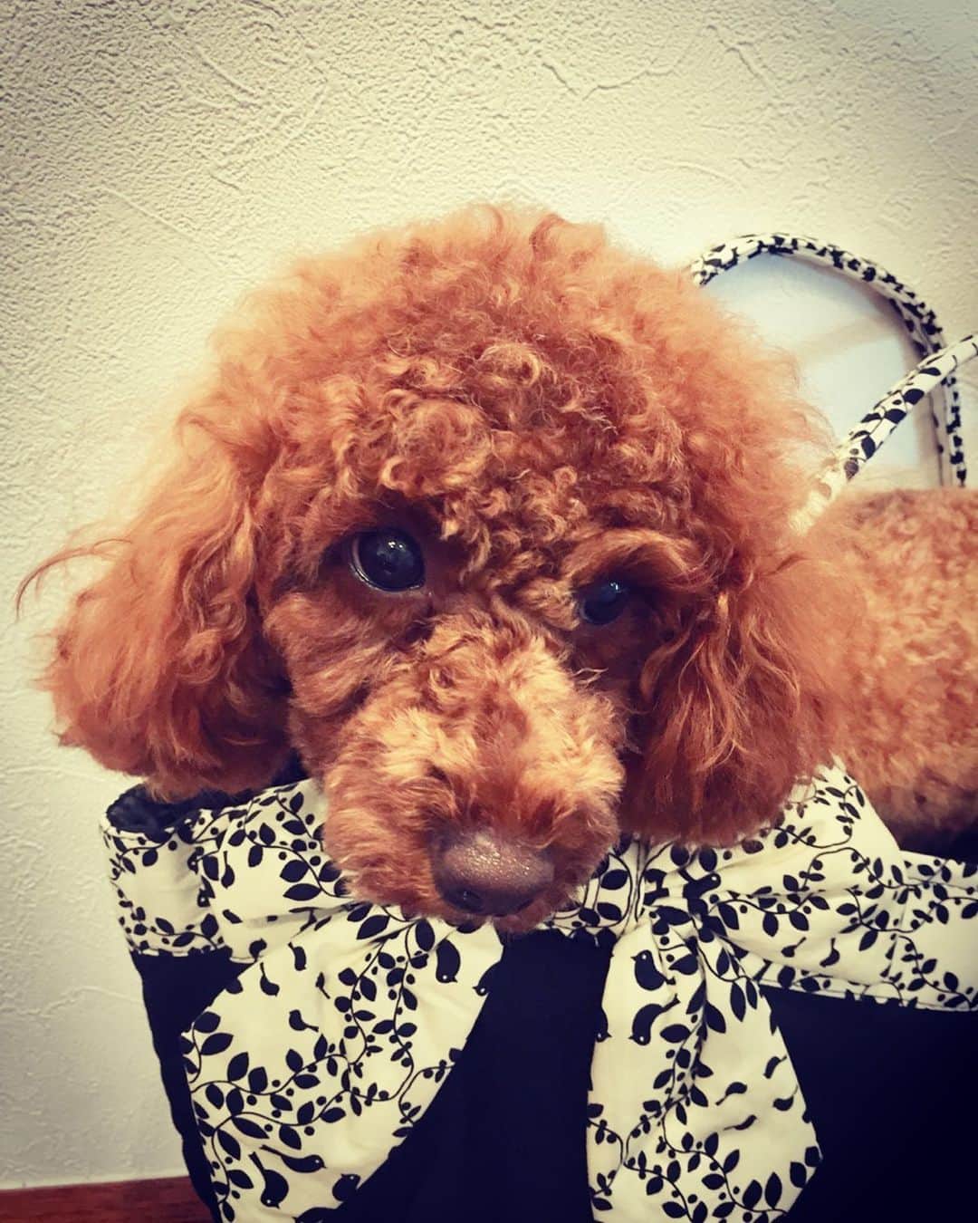 のインスタグラム：「出かける時、 わたしも行くよ！アピールで カバンに入るサニーさん🐶  胸が張り裂けそうです😭  でも大丈夫 おばあちゃんが一緒にいてくれます😍 ありがたやー🙏✨ #トイプードル #トイプードル女の子  #いぬばかぶ #わんすたぐらむ #doglover #toypoodlelife」