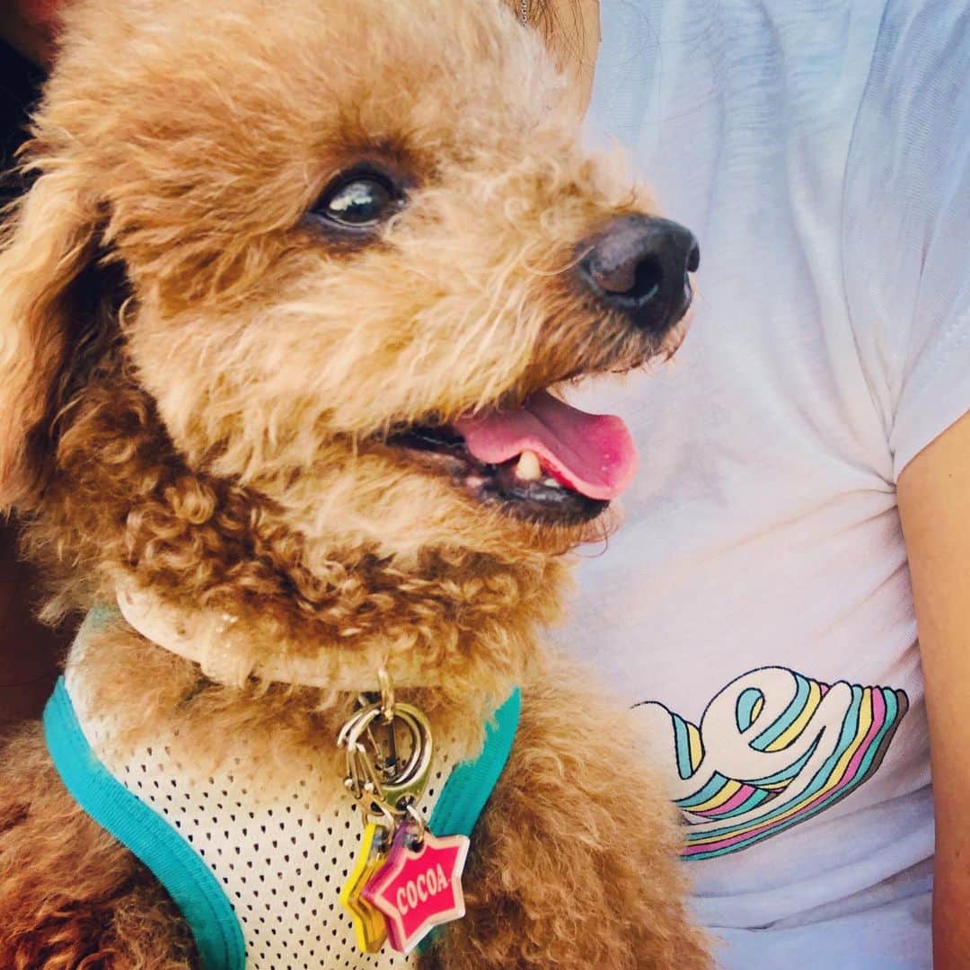 のインスタグラム：「ある日のお散歩💕 ・ #cocoa #トイプードル #いぬすたぐらむ  #愛犬との幸せな時間 #petspa駒沢公園店」
