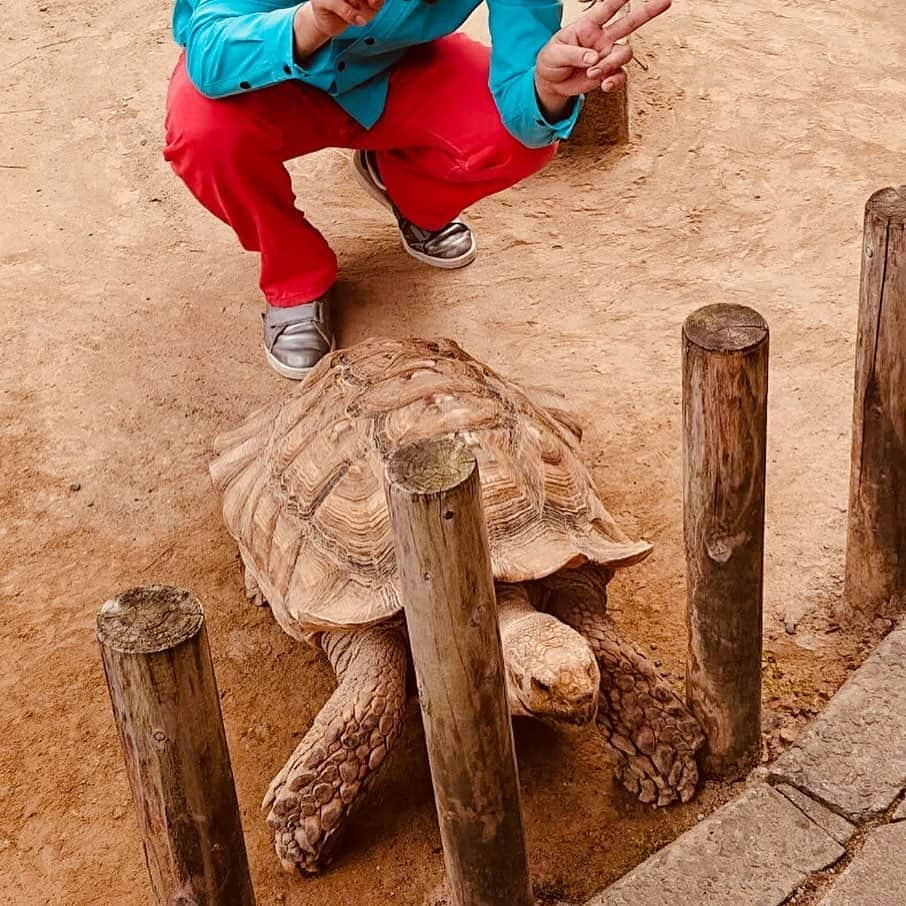 永野さんのインスタグラム写真 - (永野Instagram)「#turtle」7月27日 18時18分 - naganoakunohana