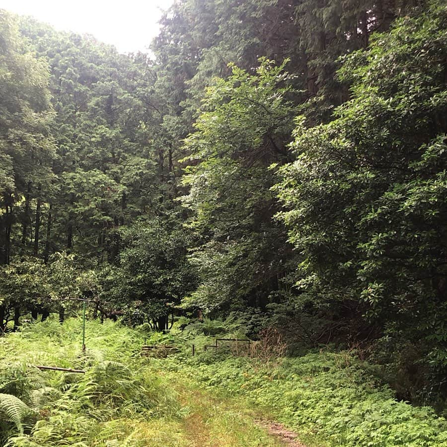 HERVA AKICOさんのインスタグラム写真 - (HERVA AKICOInstagram)「今日は @nakaoayapanda に来て頂き、久山 野草の会。 久山猪野周辺を散策して、みんなで摘んできた野草を使ってあやちゃんがごはんも作ってくれました。  知識豊富なあやちゃんの話にみんな興味深々で、内容の濃い会となりました。  ツユクサとハゼラン、セリをフォーに。 焼きなすには、トマトソースとすべりひゆ。  かきどおしのモヒート などなど、野草たっぷりのごはんに身体も癒されました♡  ご参加して頂いた皆さま、あやちゃん、有り難うございました。  また次回は秋の野草の会10月に開催予定となっています。また追ってご案内いたします。  #野草を知る#野草を食べる#野草料理#野草の会#久山猪野#福岡#和ハーブ#野草家#なかおあや#HERVA」7月27日 18時43分 - herva_akiko