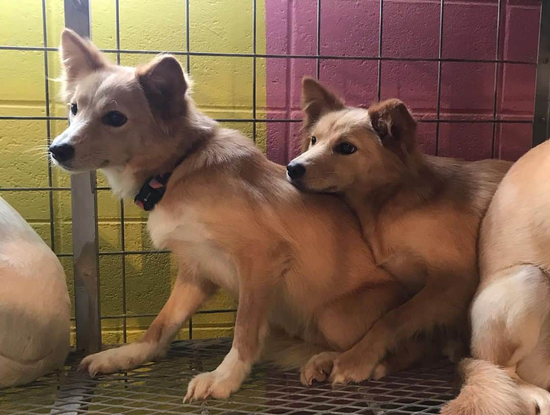 宮崎絹子さんのインスタグラム写真 - (宮崎絹子Instagram)「宮古島にある犬と猫の保護施設をやっている エリナさんのところへ行ってきました。とても長いけど、ぜひ、読んでほしい。 @miyakojima.save.the.animals  @miyakojima1_2park  ㅤㅤㅤㅤㅤㅤㅤㅤㅤㅤㅤㅤㅤ ここには保健所や、道で保護された犬と猫が何匹も保護されてるの。 ㅤㅤㅤㅤㅤㅤㅤㅤㅤㅤㅤㅤㅤ 現状を見てなにかお手伝いすることはできないかな？と思って、考えた。 ㅤㅤㅤㅤㅤㅤㅤㅤㅤㅤㅤㅤㅤ 東京からできることは、 まずは、募金、支援物資、そして、宮古島に行ったら、海で遊んだ帰りにでも、ここの施設に行ってみんなと触れ合ってみてほしい。Tシャツを買ったり、少しでも支援できることがある。 ㅤㅤㅤㅤㅤㅤㅤㅤㅤㅤㅤㅤㅤ ここに行く前は、SNSやインスタページをもっとみやすくしたりしたら、目に止まる事も多いんじゃないかな？とか考えたりしていたけど、 現実はそれどころじゃなく きっと毎日、新しく引き出される犬猫のお世話や、今いる妊婦さんのわんこ、うまれたばかりの犬猫、人に慣れていない野犬だった子達のお世話や、手足が無い子のお世話、そして、何十頭、何百頭といる犬猫を、数人で面倒を見ている現状。 行ってみてわかることがたくさんあった。 ㅤㅤㅤㅤㅤㅤㅤㅤㅤㅤㅤㅤㅤ エリナさんは、動物の死といつでも隣り合わせにいて、毎日この数の動物のお世話にとても疲れているはずなのに、笑顔で迎え入れてくれて、何度も何度も同じことを聞かれているだろう 『なぜ保護施設を始めたの？』とか 『なにか協力できることはありますか？』とかの質問にもちゃんと丁寧に答えてくれた。 ㅤㅤㅤㅤㅤㅤㅤㅤㅤㅤㅤㅤㅤ ずっと保護犬や保護猫活動をしたかったけど、たくさん保護団体がある中で、どうやってどこに募金したらいいかとか正直よくわからないままだったんだ。 でも私が一緒にすんでる @coral_ral も宮古島からある日突然連れて帰ってきた保護犬だし、施設に足を運んでみてなにか縁を感じた。 ㅤㅤㅤㅤㅤㅤㅤㅤㅤㅤㅤㅤㅤ いっぱい日本全国に保護団体や施設がある中で、まだまだ殺処分という悲しい現実がある日本。生体販売はほかの国と比べてだいぶ遅れてる。 ペットショップではなく、里親という手段があることをみんなに知ってほしいです。 (保護犬はラルさんみたいな見た目の大きい子もいれば、マーケットに乗らなかったトイプードルや、チワワみたいな小さいわんちゃんもいます🐶マーケットってなんだよ！って感じだけど。動物はものじゃ無いし、小さな命なのに) ㅤㅤㅤㅤㅤㅤㅤㅤㅤㅤㅤㅤㅤ こんなに長い文章で、伝えてしまったけど、本当はもっともっとみんなに伝えたいことがある🙏  少しでもいいから、支援物資や、募金協力してくれたらうれしいです。 (それとエリナさんのところに来ているコメントをチラッとみてしまったんだけど、支援物資を送ったからと言って、返事がこない！と言わないであげてください😢施設でお世話をしている方はみんな、本当に物資や、募金に感謝してるの。でも、お返事をする時間や、SNSのメッセージを返す時間さえもないように感じた。これは勝手に私が感じた意見です)  それと！現地に行っても、スタッフの方が手いっぱいで遊びに行ってくれたみんなをちゃんとお迎えできない時間もあるかもしれません。 でも、どうか！期待通りの反応がなかった！なんて思わないでね。いろんな状況を察ししたり、調べたり、私たちにできることはたくさんあるから。 手助けしたい！の気持ちがどうしたらいい方向に行くのか一緒に考えよう！ ㅤㅤㅤㅤㅤㅤㅤㅤㅤㅤㅤㅤㅤ こうしたらどう？とかアドバイスあったら教えてね。 みんなの力で動物の命を本気で救いたい。救えると思ってる💪🏽✨ 良ければ拡散してくだい。 よろしくおねがいします。 #babykiy_miyakoisland」7月27日 18時55分 - babykiy