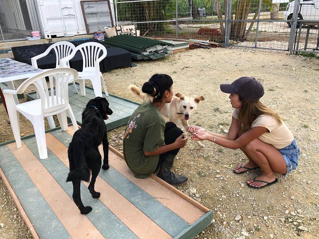 宮崎絹子さんのインスタグラム写真 - (宮崎絹子Instagram)「宮古島にある犬と猫の保護施設をやっている エリナさんのところへ行ってきました。とても長いけど、ぜひ、読んでほしい。 @miyakojima.save.the.animals  @miyakojima1_2park  ㅤㅤㅤㅤㅤㅤㅤㅤㅤㅤㅤㅤㅤ ここには保健所や、道で保護された犬と猫が何匹も保護されてるの。 ㅤㅤㅤㅤㅤㅤㅤㅤㅤㅤㅤㅤㅤ 現状を見てなにかお手伝いすることはできないかな？と思って、考えた。 ㅤㅤㅤㅤㅤㅤㅤㅤㅤㅤㅤㅤㅤ 東京からできることは、 まずは、募金、支援物資、そして、宮古島に行ったら、海で遊んだ帰りにでも、ここの施設に行ってみんなと触れ合ってみてほしい。Tシャツを買ったり、少しでも支援できることがある。 ㅤㅤㅤㅤㅤㅤㅤㅤㅤㅤㅤㅤㅤ ここに行く前は、SNSやインスタページをもっとみやすくしたりしたら、目に止まる事も多いんじゃないかな？とか考えたりしていたけど、 現実はそれどころじゃなく きっと毎日、新しく引き出される犬猫のお世話や、今いる妊婦さんのわんこ、うまれたばかりの犬猫、人に慣れていない野犬だった子達のお世話や、手足が無い子のお世話、そして、何十頭、何百頭といる犬猫を、数人で面倒を見ている現状。 行ってみてわかることがたくさんあった。 ㅤㅤㅤㅤㅤㅤㅤㅤㅤㅤㅤㅤㅤ エリナさんは、動物の死といつでも隣り合わせにいて、毎日この数の動物のお世話にとても疲れているはずなのに、笑顔で迎え入れてくれて、何度も何度も同じことを聞かれているだろう 『なぜ保護施設を始めたの？』とか 『なにか協力できることはありますか？』とかの質問にもちゃんと丁寧に答えてくれた。 ㅤㅤㅤㅤㅤㅤㅤㅤㅤㅤㅤㅤㅤ ずっと保護犬や保護猫活動をしたかったけど、たくさん保護団体がある中で、どうやってどこに募金したらいいかとか正直よくわからないままだったんだ。 でも私が一緒にすんでる @coral_ral も宮古島からある日突然連れて帰ってきた保護犬だし、施設に足を運んでみてなにか縁を感じた。 ㅤㅤㅤㅤㅤㅤㅤㅤㅤㅤㅤㅤㅤ いっぱい日本全国に保護団体や施設がある中で、まだまだ殺処分という悲しい現実がある日本。生体販売はほかの国と比べてだいぶ遅れてる。 ペットショップではなく、里親という手段があることをみんなに知ってほしいです。 (保護犬はラルさんみたいな見た目の大きい子もいれば、マーケットに乗らなかったトイプードルや、チワワみたいな小さいわんちゃんもいます🐶マーケットってなんだよ！って感じだけど。動物はものじゃ無いし、小さな命なのに) ㅤㅤㅤㅤㅤㅤㅤㅤㅤㅤㅤㅤㅤ こんなに長い文章で、伝えてしまったけど、本当はもっともっとみんなに伝えたいことがある🙏  少しでもいいから、支援物資や、募金協力してくれたらうれしいです。 (それとエリナさんのところに来ているコメントをチラッとみてしまったんだけど、支援物資を送ったからと言って、返事がこない！と言わないであげてください😢施設でお世話をしている方はみんな、本当に物資や、募金に感謝してるの。でも、お返事をする時間や、SNSのメッセージを返す時間さえもないように感じた。これは勝手に私が感じた意見です)  それと！現地に行っても、スタッフの方が手いっぱいで遊びに行ってくれたみんなをちゃんとお迎えできない時間もあるかもしれません。 でも、どうか！期待通りの反応がなかった！なんて思わないでね。いろんな状況を察ししたり、調べたり、私たちにできることはたくさんあるから。 手助けしたい！の気持ちがどうしたらいい方向に行くのか一緒に考えよう！ ㅤㅤㅤㅤㅤㅤㅤㅤㅤㅤㅤㅤㅤ こうしたらどう？とかアドバイスあったら教えてね。 みんなの力で動物の命を本気で救いたい。救えると思ってる💪🏽✨ 良ければ拡散してくだい。 よろしくおねがいします。 #babykiy_miyakoisland」7月27日 18時55分 - babykiy