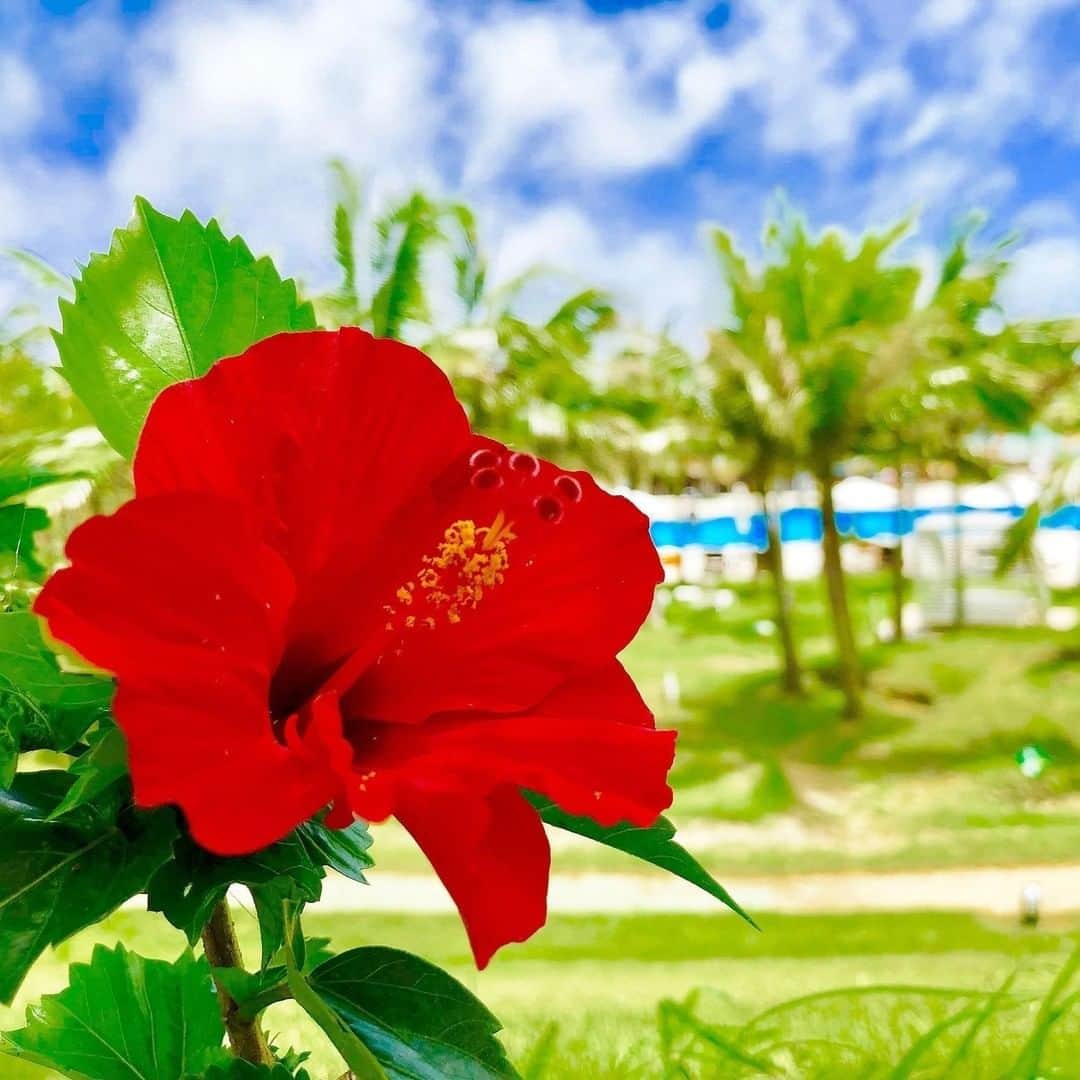 カヌチャリゾートさんのインスタグラム写真 - (カヌチャリゾートInstagram)「南国を代表するお花「ハイビスカス」🌺⠀ 沖縄では至る所に咲いていますが、カヌチャリゾート内でも沢山発見できますσ(ﾟｰ^*)⠀ ⠀ ヤシの木のように存在は大きくないものの、青い海や青い空にはハイビスカスの鮮やかさが際立っていて、とても綺麗です♪⠀ ⠀ カヌチャリゾートにお越しいただく際は、ぜひハイビスカスを見つけてみてください！⠀ ⠀ #カヌチャリゾート #カヌチャ #リゾート #沖縄 #おきなわ #名護 #沖縄旅行 #沖縄観光 #沖縄好きな人と繋がりたい #南国 #南国リゾート #リゾートホテル #ハイビスカス #南国の花 #朱槿⠀ #kanucharesort #kanucha #resort #okinawa #nago #okinawajapan #okinawatrip #resortlife #hibiscus #hibiscusflower #hibiscusflowers #hibiscus🌺⠀ #오키나와 #오키나와여행 #히비스커스」7月27日 19時00分 - kanucha_resort