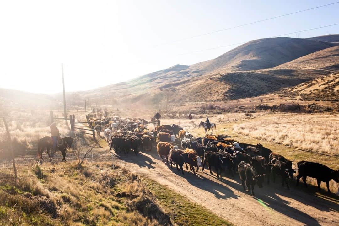 National Geographic Travelさんのインスタグラム写真 - (National Geographic TravelInstagram)「Photo by @sofia_jaramillo5 |  Cowboys herd cattle during the annual Eaton family cattle drive near Yakima, Washington. Cowboys and cowgirls come from all over the state each year to help the family move cattle through the Yakima River Canyon. For more photos of ranching and agriculture in the western United States follow @sofia_jaramillo5. #ranching #western #cowboys #equine」7月27日 19時07分 - natgeotravel