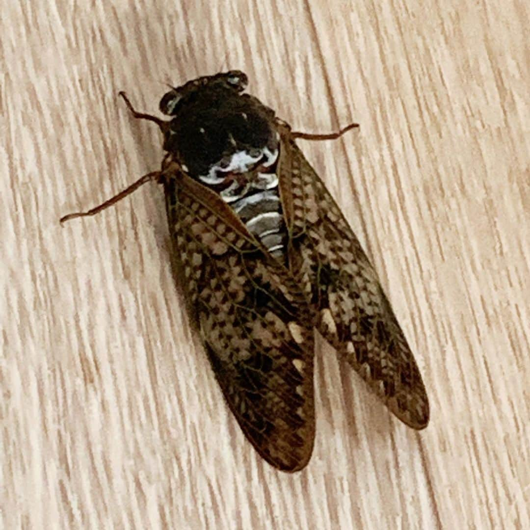 カイヤさんのインスタグラム写真 - (カイヤInstagram)「私の家のゲスト(蝉) My house guest a cicada. . . . . . . . . #love #nature  #summer #beautiful #pretty #beauty #photooftheday #love  #weather #day #mothernature #rebirth #transformation #cicada #instacool #look #bestoftheday」7月27日 19時03分 - caiya.kawasaki