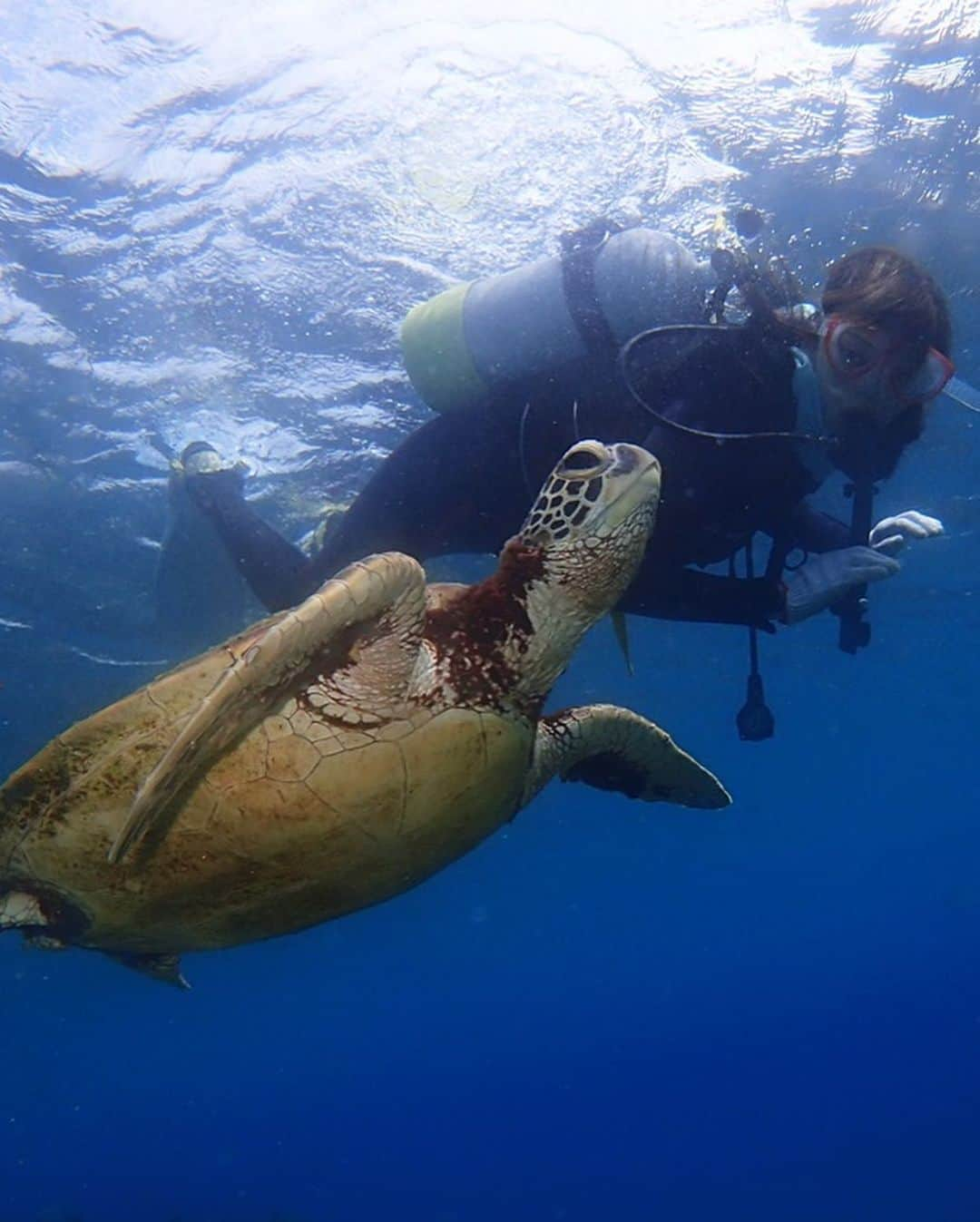 本田翼さんのインスタグラム写真 - (本田翼Instagram)「🏊‍♀️ カップル感強めの一枚📸 人生初のダイビングで ウミガメ殿に遭遇しました🐢 近付いても臆することなく平然と過ごしてらっしゃいました。 個人的に水圧からの耳抜きが大変でした🤧 #屋久島旅 #1日目」7月27日 19時08分 - tsubasa_0627official