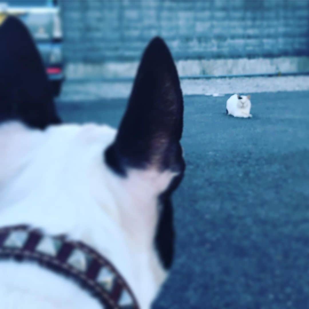 のインスタグラム：「#minituru#bull#terrier#minibullterrier#miniturubullterrier#dog#dogstagram#cute#qtaro#love#family#ミニチュア#ブルテリア#ミニチュアブルテリア#Q太郎#にゃんこ#発見」