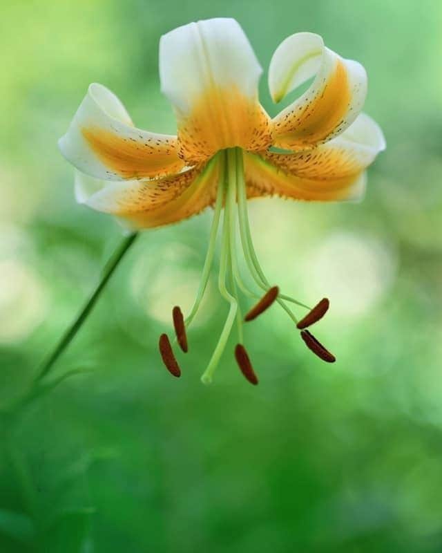 花の写真館のインスタグラム：「Photo by Maki Moriwaki.⠀ https://www.facebook.com/profile.php?id=100004367413782⠀ .⠀ Original Post[投稿頂いたURL]⠀ https://www.facebook.com/photo.php?fbid=2019165004905727⠀ .⠀ 本アカウントは、 #私の花の写真 をつけてInstagramに投稿された皆さまの花の写真や、「花の写真館」Facebookページで投稿された花の写真を紹介します。⠀ 「花の写真館」Facebookページは、「 @floral.photograph 」のプロフィールにあるURLからご覧ください。⠀ .⠀ #花の写真館 #floralphotograph #floralphoto #flower #flowers #富士フイルム #FUJIFILM⠀ Follow: @floral.photograph」