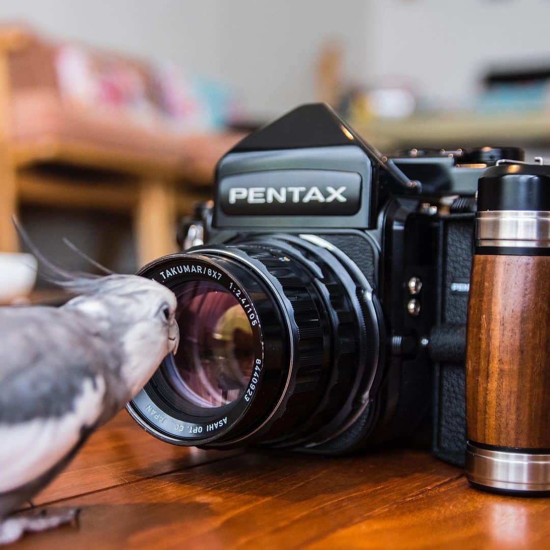 YURAPOi ゆらぽぃさんのインスタグラム写真 - (YURAPOi ゆらぽぃInstagram)「ゆら❤️カメラ 今週はゆらセンパイがせっせとメンテナンスしている歴代のカメラをご紹介するカメラウィーク📷🐦⭐️ #カメラ職人ゆら #オカメラインコ  PENTAX 67 フィルムカメラ📷  35mmのフィルムカメラは使ったことがありましたが、645Dから調子にのって67の中判フィルムカメラも中古で購入しました。こちらも素早い小鳥の動きには不向きで外にでて良い写真が撮りたいなぁと思いつつ、、結局手間や現像の費用、時間を考えると645Dばかり使う結果となり、引退の流れへ。お店で現像してもらったり、自分でデュプリケーターで取り込んでみたり色々それはそれで勉強になりました。プロのフィルムカメラマンには到底及びませんでしたがひとつの経験として勉強になったカメラでした。  2枚目は、67で撮影しました😀」7月27日 19時31分 - ryoichisakai