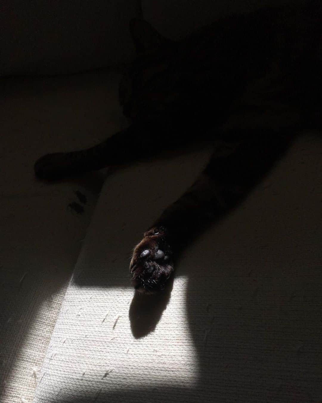 相原コージさんのインスタグラム写真 - (相原コージInstagram)「黒い肉球。 #肉球 #ねこ #キジトラ #光 #cat」7月27日 20時10分 - kojiaihara