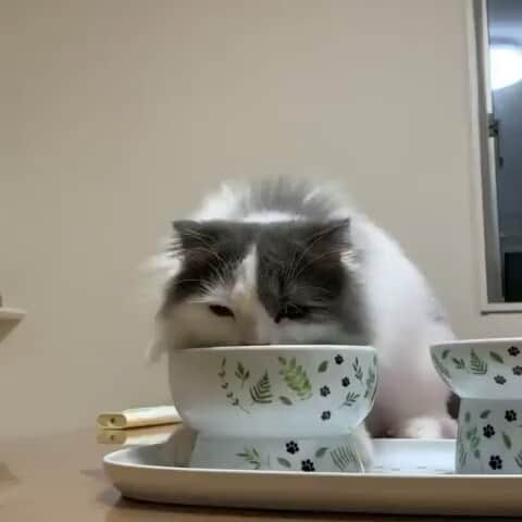 猫壱（ねこいち•ネコイチ）のインスタグラム