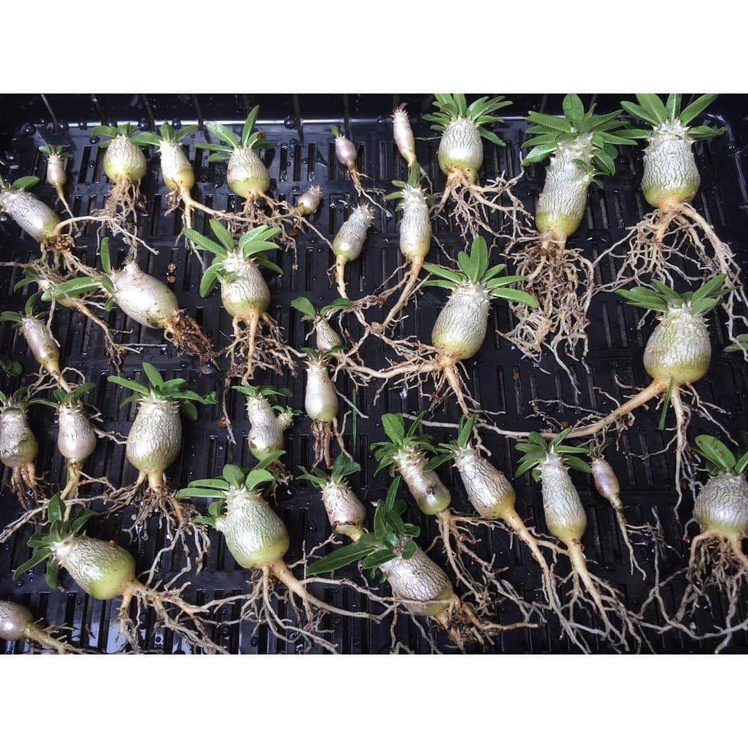 Syota Kitamoriさんのインスタグラム写真 - (Syota KitamoriInstagram)「✫ タッキーの種を蒔いたあとは、去年の実生を植え替え。 根がしっかりしてるやつは成長もいいなあ、あたりまえだけど。 . . #Pachypodiumtackyi #パキポディウムタッキー #tackyi」7月28日 6時57分 - kitamori1110