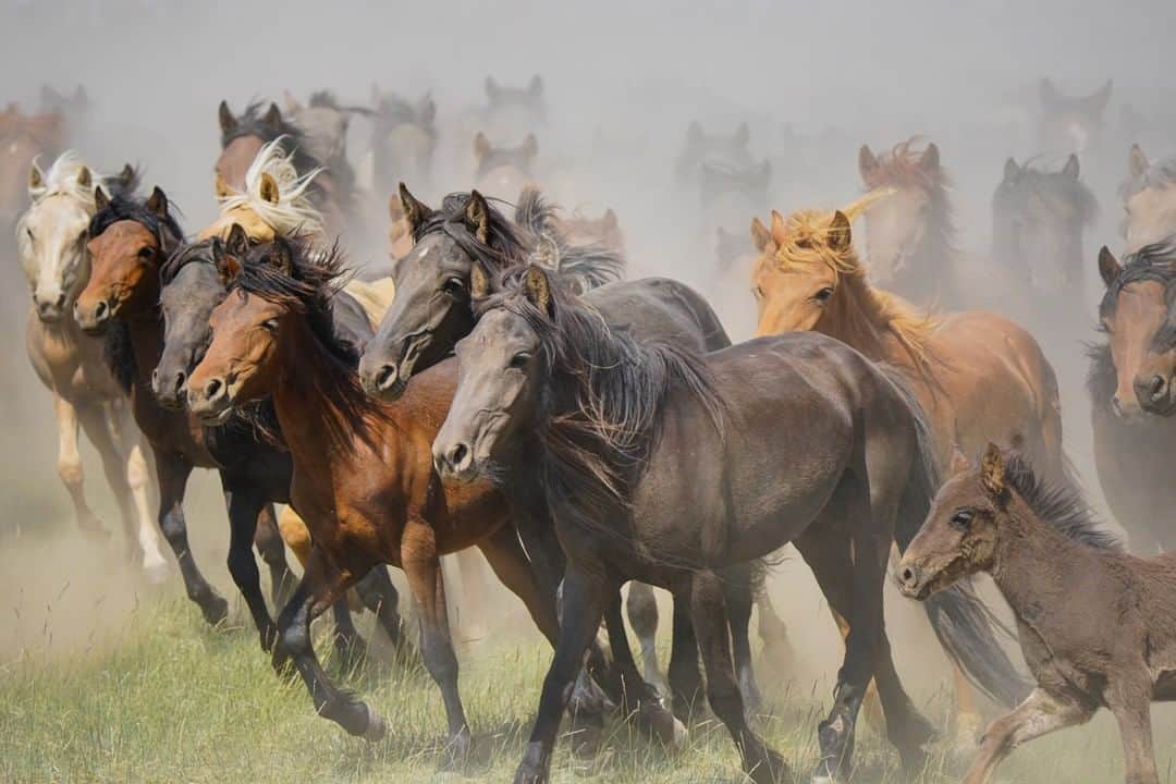 Michael Yamashitaさんのインスタグラム写真 - (Michael YamashitaInstagram)「Mongolian Horses: This strong, swift and sure footed native breed made the armies of Genghis Khan almost invincible as they conquered most of the known world from China and Central Asia to the borders of Poland in the 13th century.  #innermongolia #mongolian #mongolianhorse #mongolia」7月28日 7時00分 - yamashitaphoto
