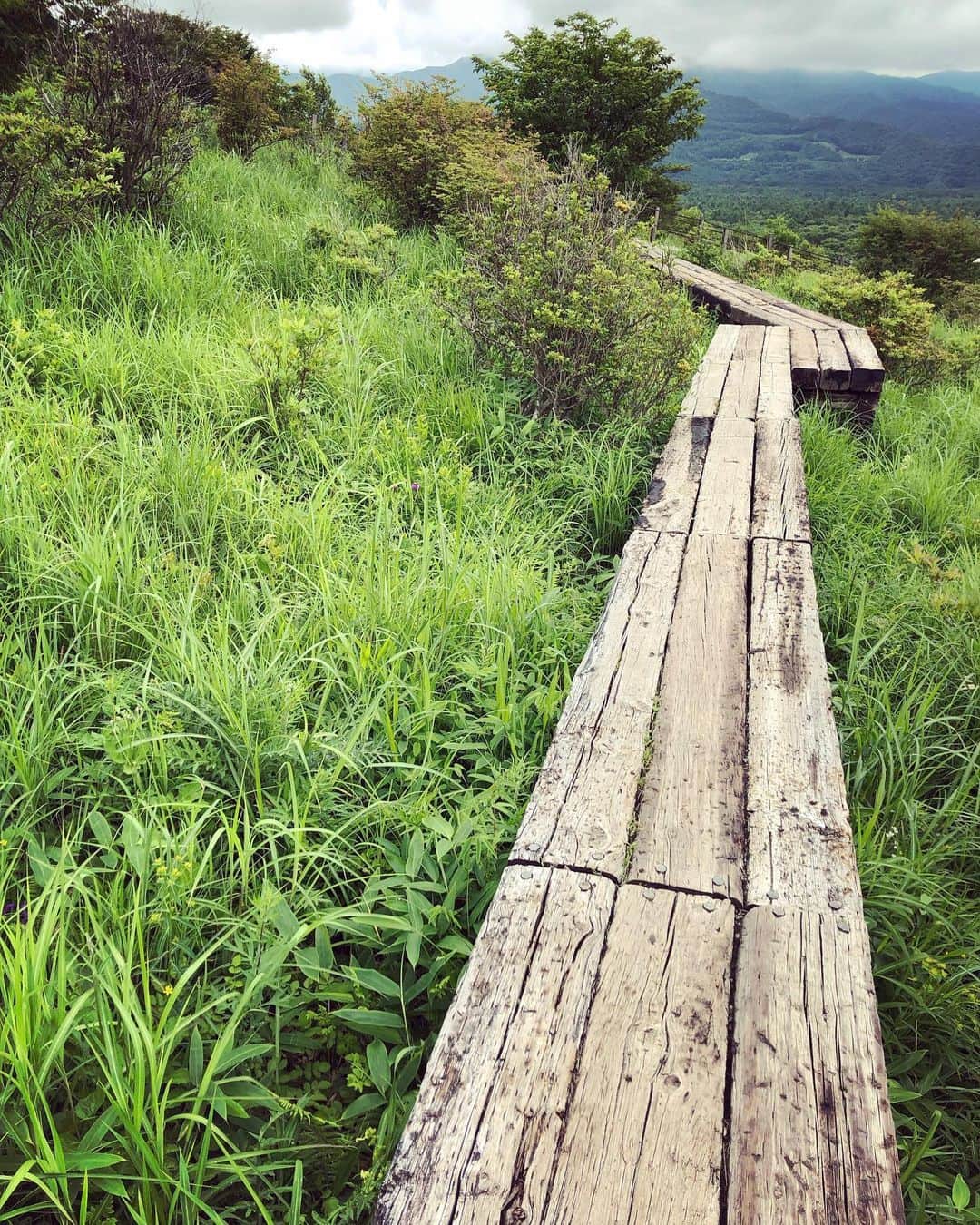 釈由美子さんのインスタグラム写真 - (釈由美子Instagram)「いよいよ、夏本番ですね！  先週末は、家族旅行で山梨の小淵沢、清里に 遊びに行ってきました🌿  雨が激しかったので 屋内プール施設で遊び🏖  次の日は雨があがったので 清里の美し森ハイキングコースを歩いてきました 👣  ほんとに緩いハイキングコースなので 登山というほどではないんですけど😅💦 昨年も同じ清里に来ましたが その時は主人がキャリーで背負って山歩きしたので  息子が初めて自分の足で歩いて🦶 上まで登った、 記念すべき息子の山デビューとなりました✨  念願の親子登山が叶って嬉しかったです☺️💕 雲がかかって南アルプスの山々が隠れてしまってますが やっぱり山はいいですね✨  美しい自然を前に、 清々しい気持ちに満たされました🌿🌿 細い木道もズンズン歩いてくれた 頼もしい息子✨  まだ低山しか難しいですが 山に連れて行く機会を少しずつ増やしていって  息子も山好きになってくれたら嬉しいです✨  #夏山 #親子登山 #ハイキング #美し森 #清里 #山デビュー #3歳で歩けるハイキングコース #空気が美味しい #親子で「ヤッホー！」と叫ぶ」7月28日 7時14分 - yumikoshaku