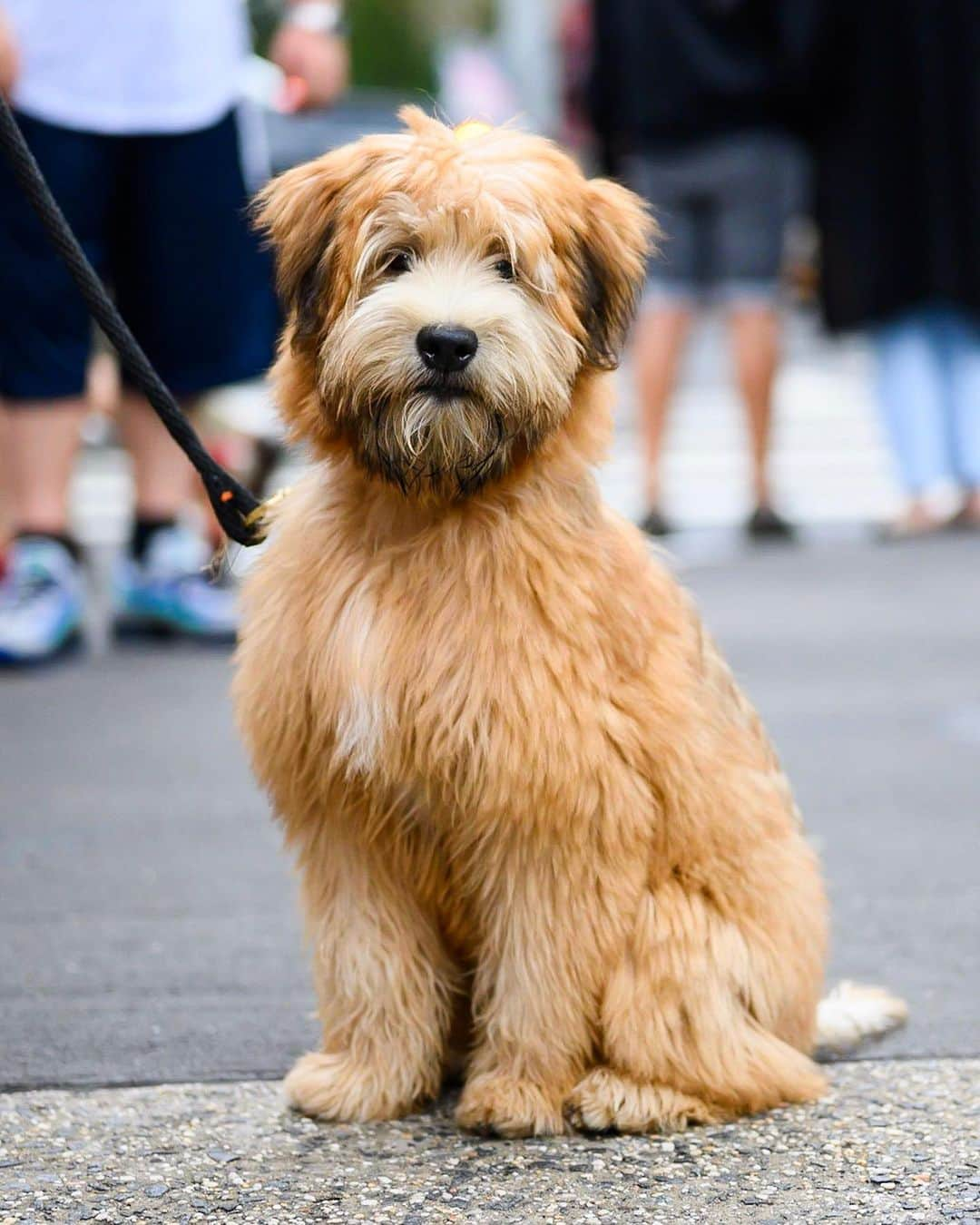 The Dogistさんのインスタグラム写真 - (The DogistInstagram)「Mugsy, Wheaten Terrier (5 m/o), Prince & Mulberry St., New York, NY • “He makes over five doodies a day. He’s a doodie machine. This dog shits more than you could ever imagine.” @mugsysnightout」7月28日 7時18分 - thedogist