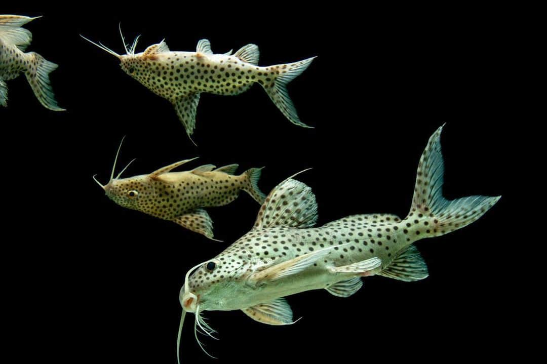 Joel Sartoreさんのインスタグラム写真 - (Joel SartoreInstagram)「Don’t worry, these Synodontis catfish aren’t dead - this species is actually known for swimming belly-up, earning it the common name of upside-down catfish. Synodontis is a freshwater fish that is most commonly found throughout Africa, occurring mostly in central and west African countries. There are more than 100 known species catfish that behave this way, all of which vary in both size and body markings. While some of these species are caught and used as a food source, many are prized fish in the aquarium trade because of their color and behavior.​ ​You can play a role in protecting these catfish by always doing your research before purchasing fish for your aquarium, ensuring that you are not contributing to the demand of this species’ capture and sale. Photo taken @fluviariomora. #synodontis #catfish #upsidedownfish #spotty #blackandwhite #PhotoArk #savetogether」7月27日 22時48分 - joelsartore