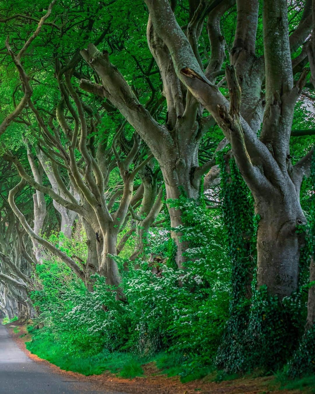 Nicanor Garcíaさんのインスタグラム写真 - (Nicanor GarcíaInstagram)「The enchanted forest | El bosque encantado #nicanorgarcia #travelarchitectures」7月27日 22時50分 - nicanorgarcia