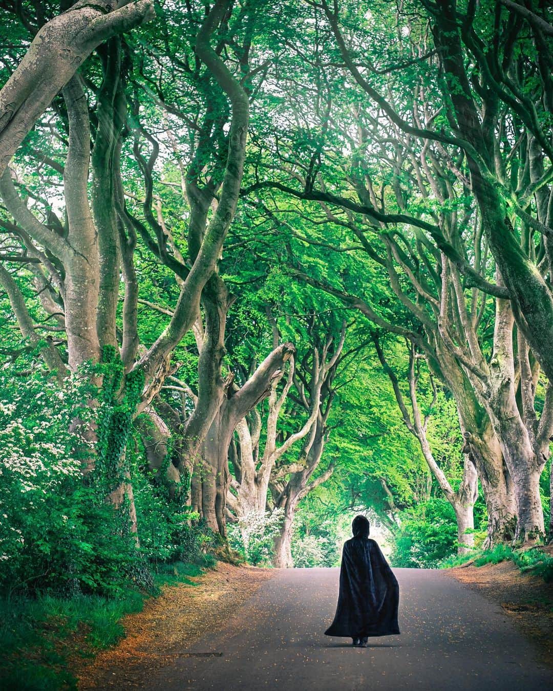 Nicanor Garcíaのインスタグラム：「The enchanted forest | El bosque encantado #nicanorgarcia #travelarchitectures」