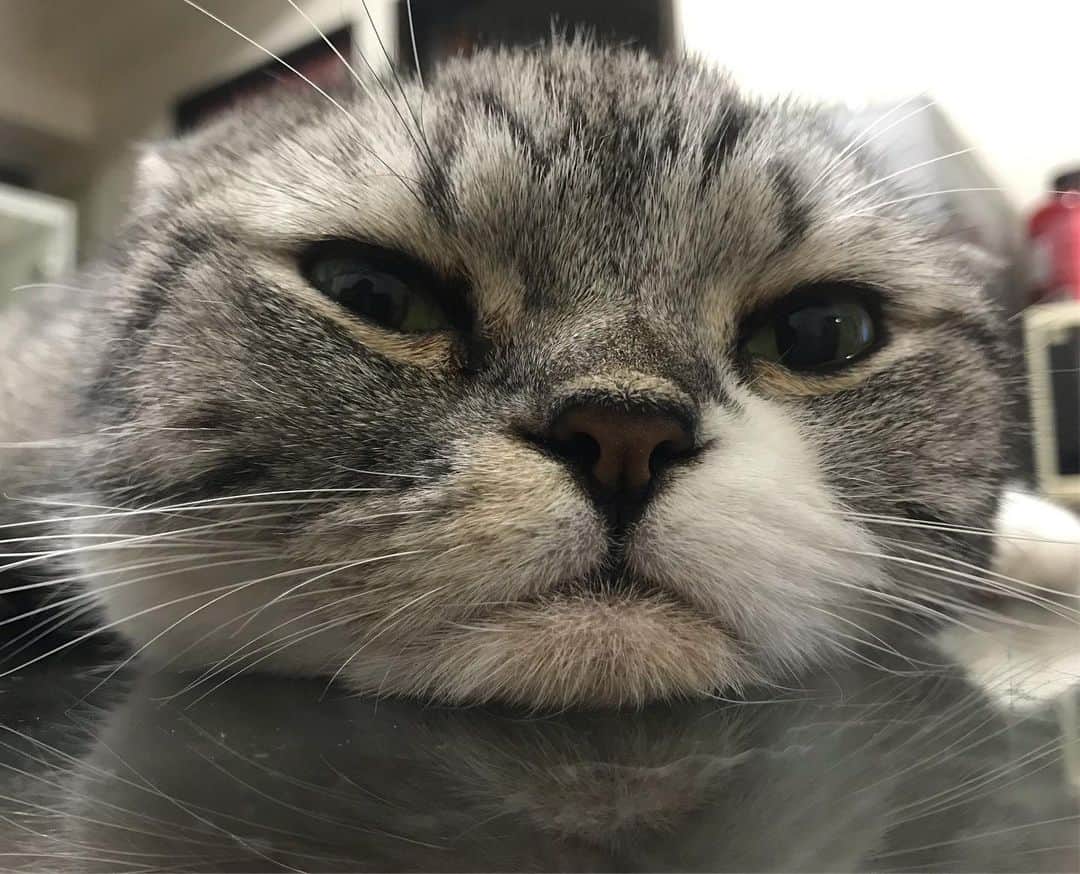 のインスタグラム：「アゴ . #cat #catstagram #catsofinstagram #instacat #cutecat #katsuo」