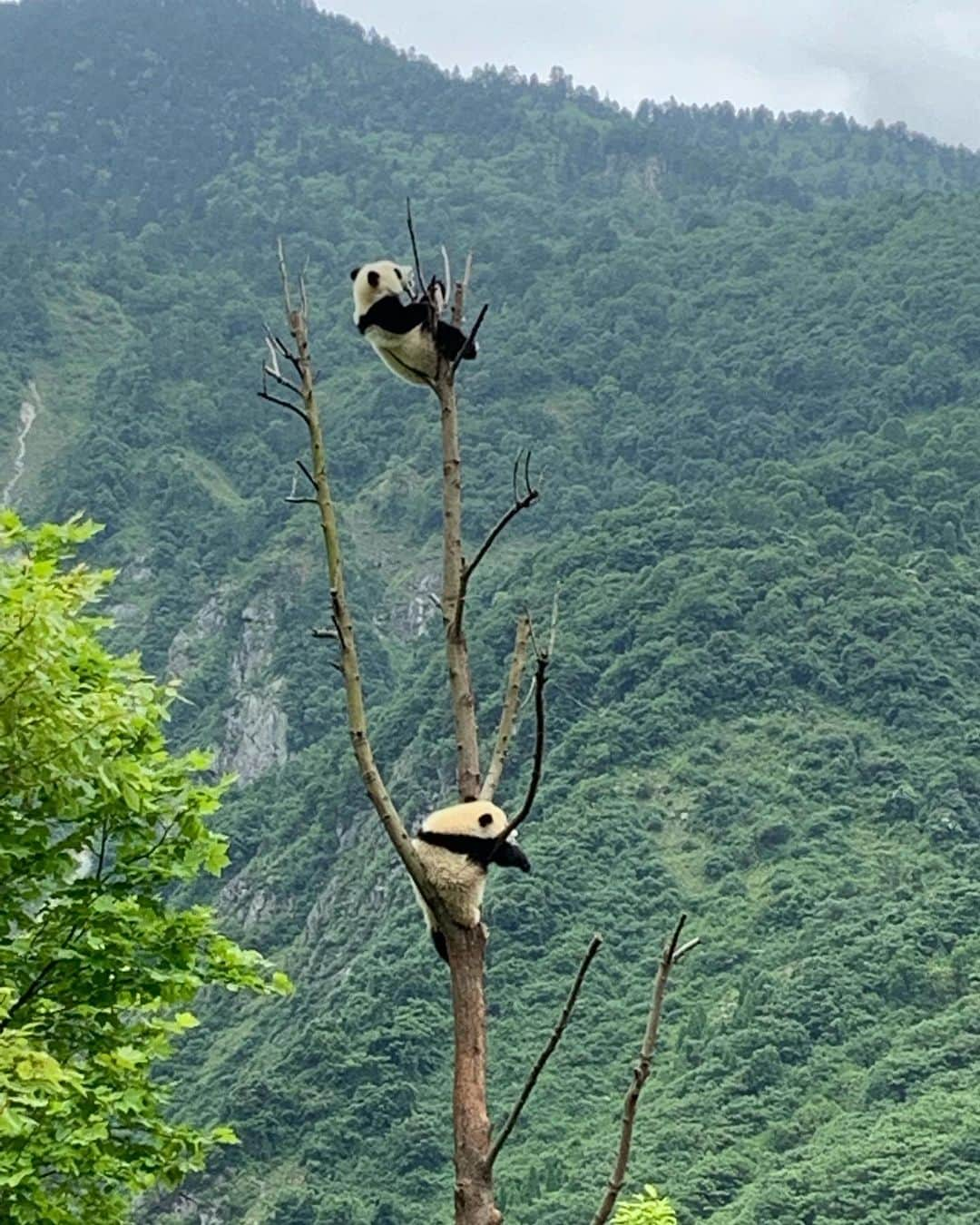 Laraさんのインスタグラム写真 - (LaraInstagram)「. Baby pandas nap in trees because it makes them feel safer! 🥰 They love climbing trees ITS TOO CUTE IM GOING TO CRY I— . 子供パンダはみんな木登りが大好き🐼 ごはんの後は木登りしてお昼寝😴  最初は驚いたけど  すぐに見慣れた光景になったよ . #LaraChinaLiving  #パンダ #パンダ幼稚園」7月27日 23時23分 - fa_la_lara