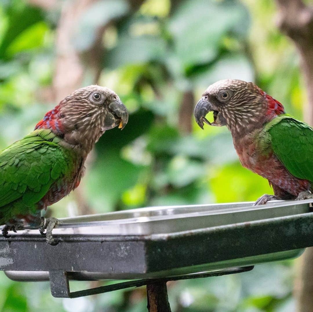 スミソニアン国立動物園さんのインスタグラム写真 - (スミソニアン国立動物園Instagram)「🦜This past year, Amazonia keepers welcomed hawk-headed parrots Sonic and Boomer to the rainforest exhibit! 🌳 These birds get their name from the “Mohawk” of red feathers on their heads, which they raise when they are excited, happy or angry. #NZKW2019」7月27日 23時32分 - smithsonianzoo