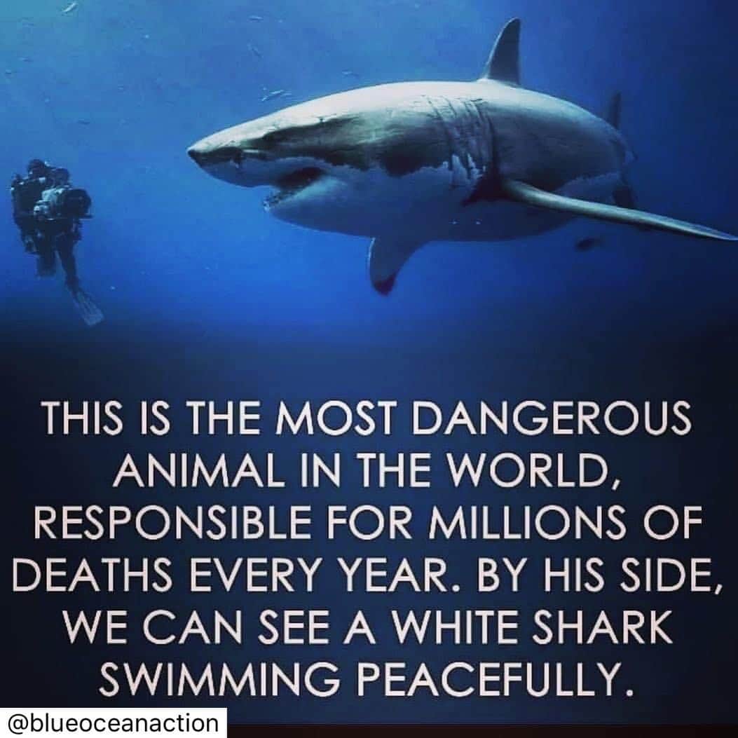 ジェイソン・モモアさんのインスタグラム写真 - (ジェイソン・モモアInstagram)「Reposted from @teamterraoath -  Did you know we kill up to 70 million sharks EACH YEAR?!🦈 • This is not a sustainable future for our oceans! We are pushing shark populations to their limit, we cannot remove the top predator from the ecosystem! 🌊 • • #earthdayeveryday  #stopsharkfinning  #sharkconservation  #sharkfinsoup #sharks #stoptheslaughter #FFS #BagBanUK #Blueoceanaction #underthesea #thereisnoaway」7月27日 23時40分 - prideofgypsies